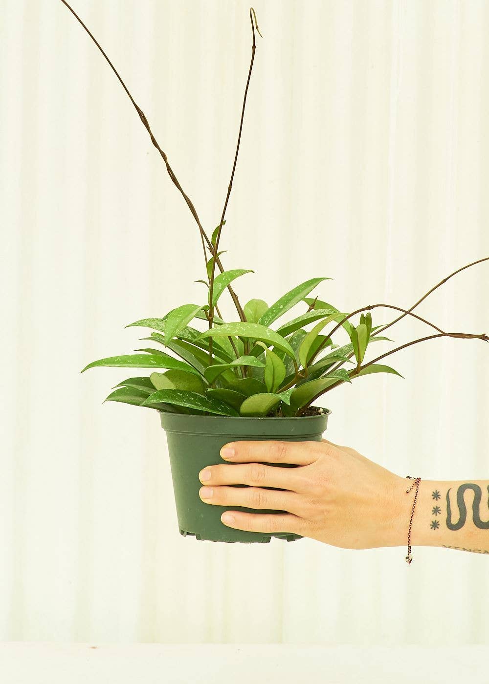 Hoya 'Silver Splash' (4" or 6" Pot)