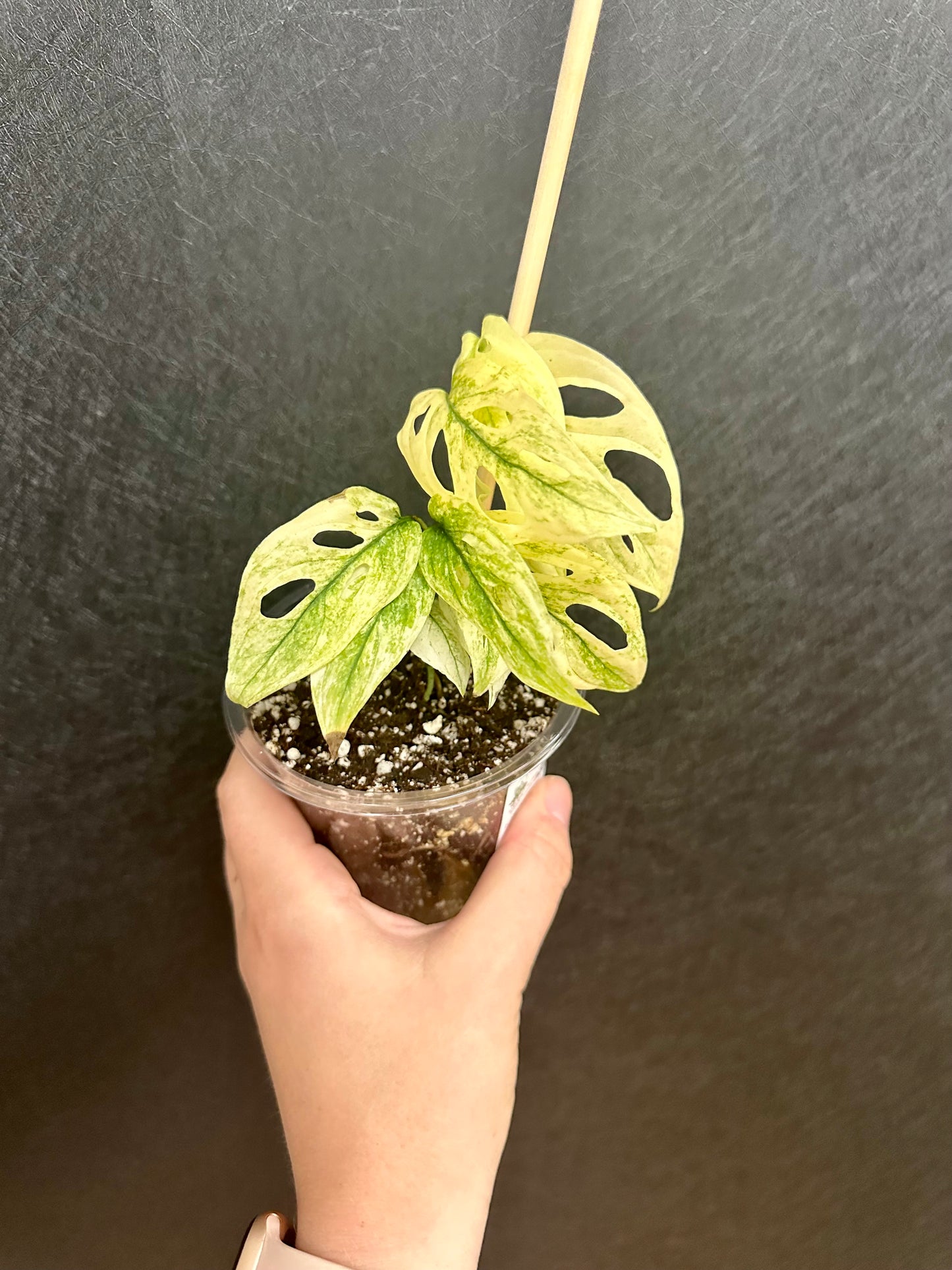 Monstera adansonii mint, var. ‘Laniata’ Double Windows