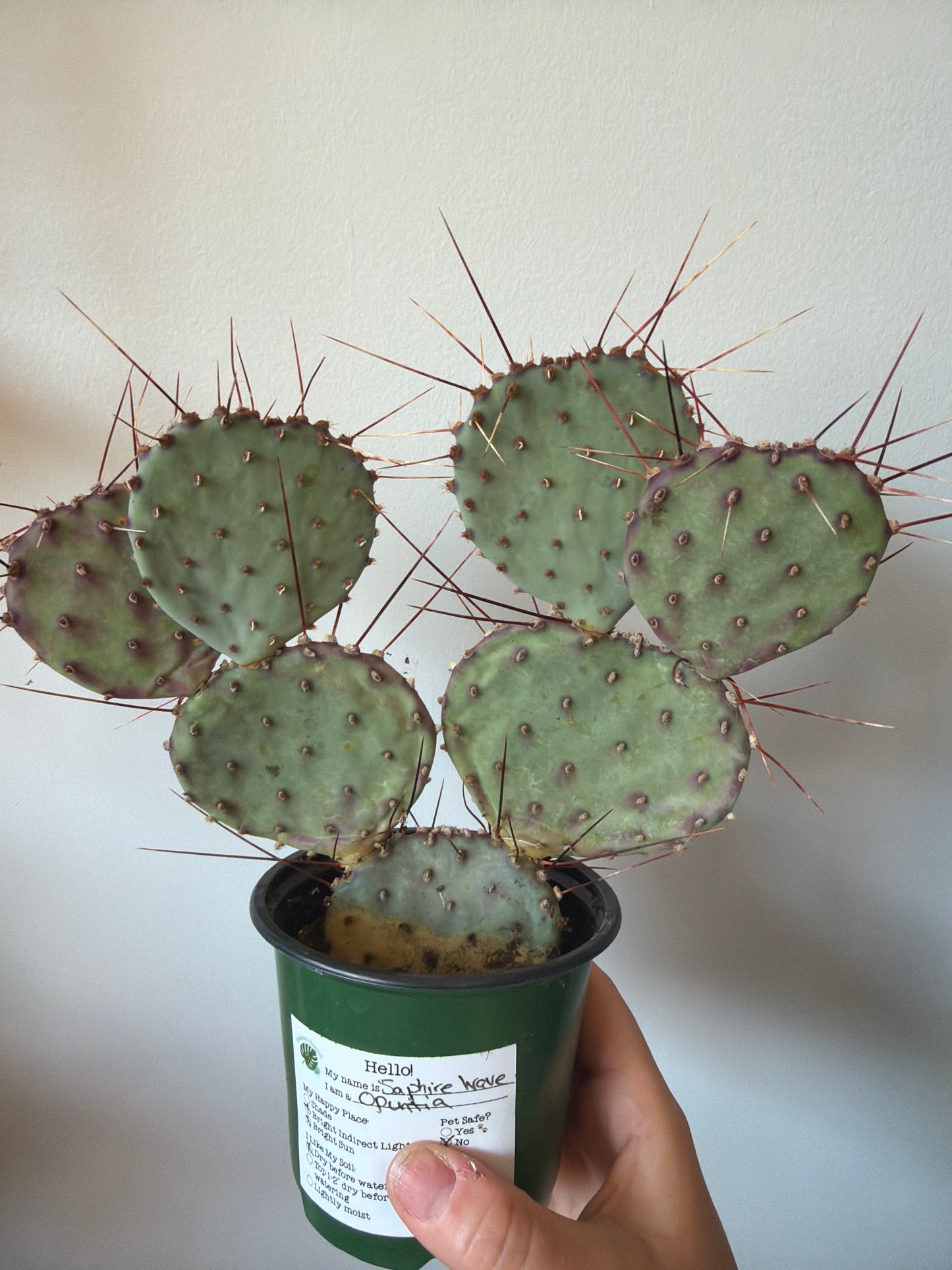 Sapphire Wave Cactus 4in