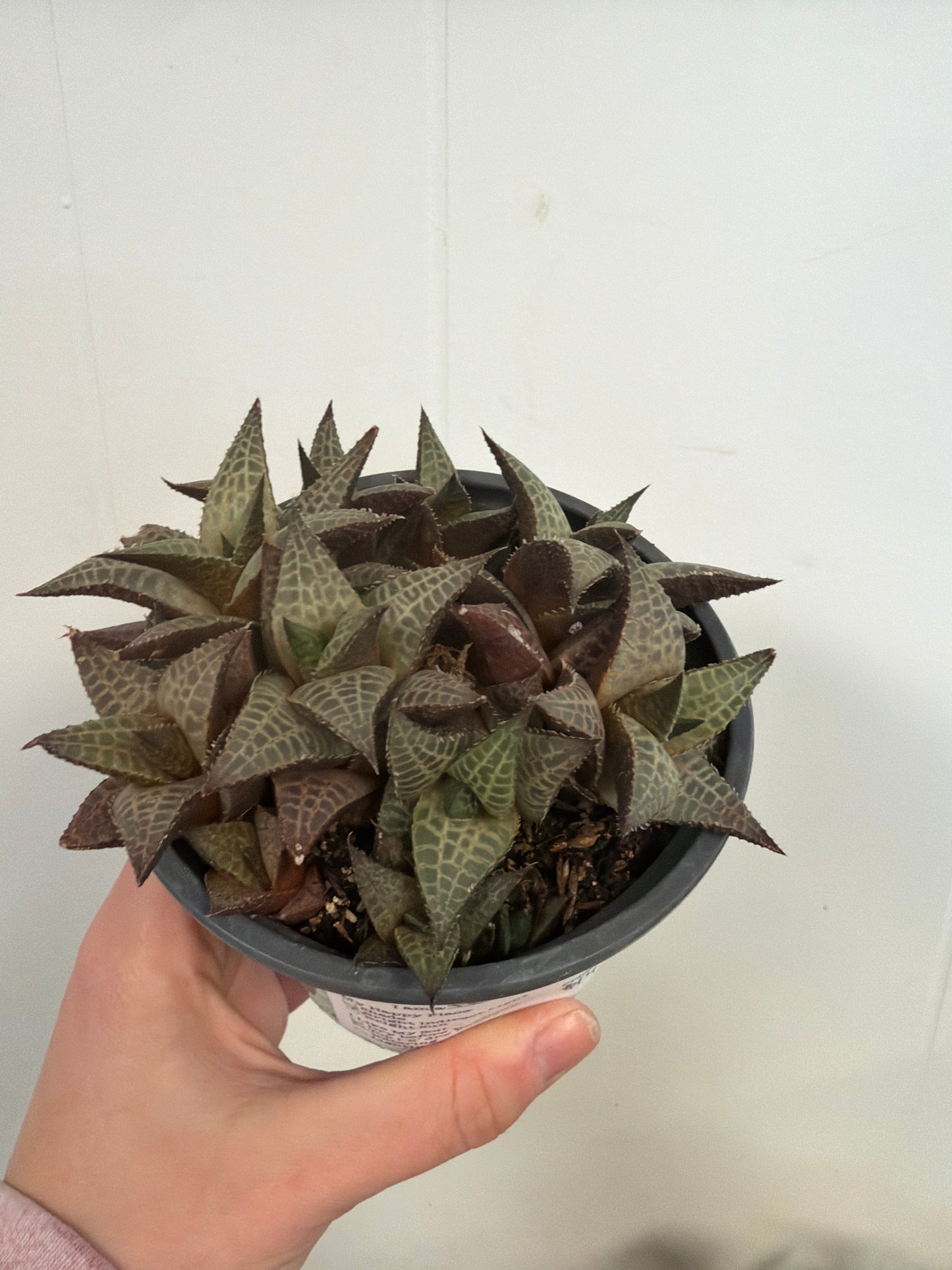 Tessellata Haworthia 4in