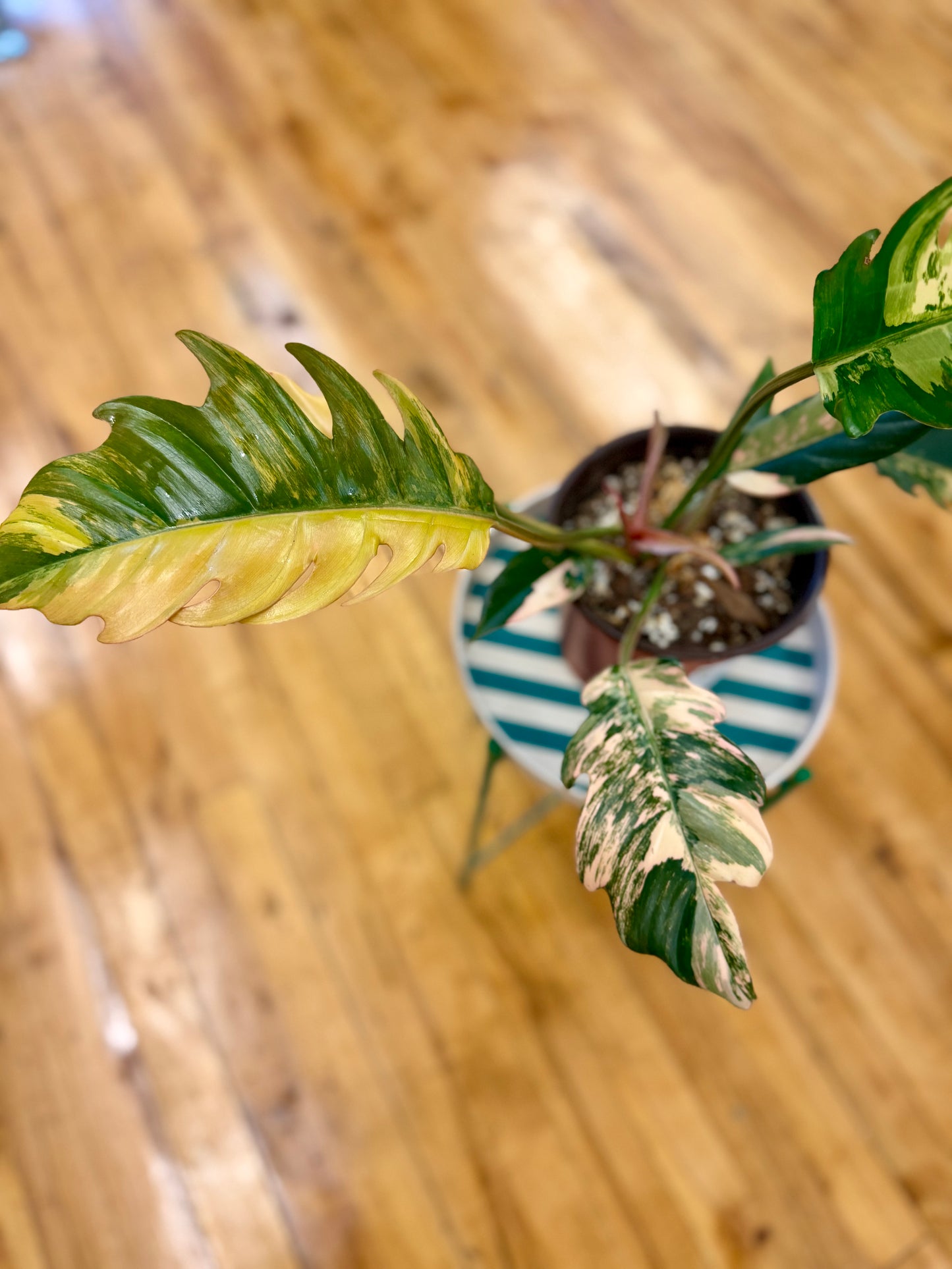 Caramel Marble Philodendron 6in