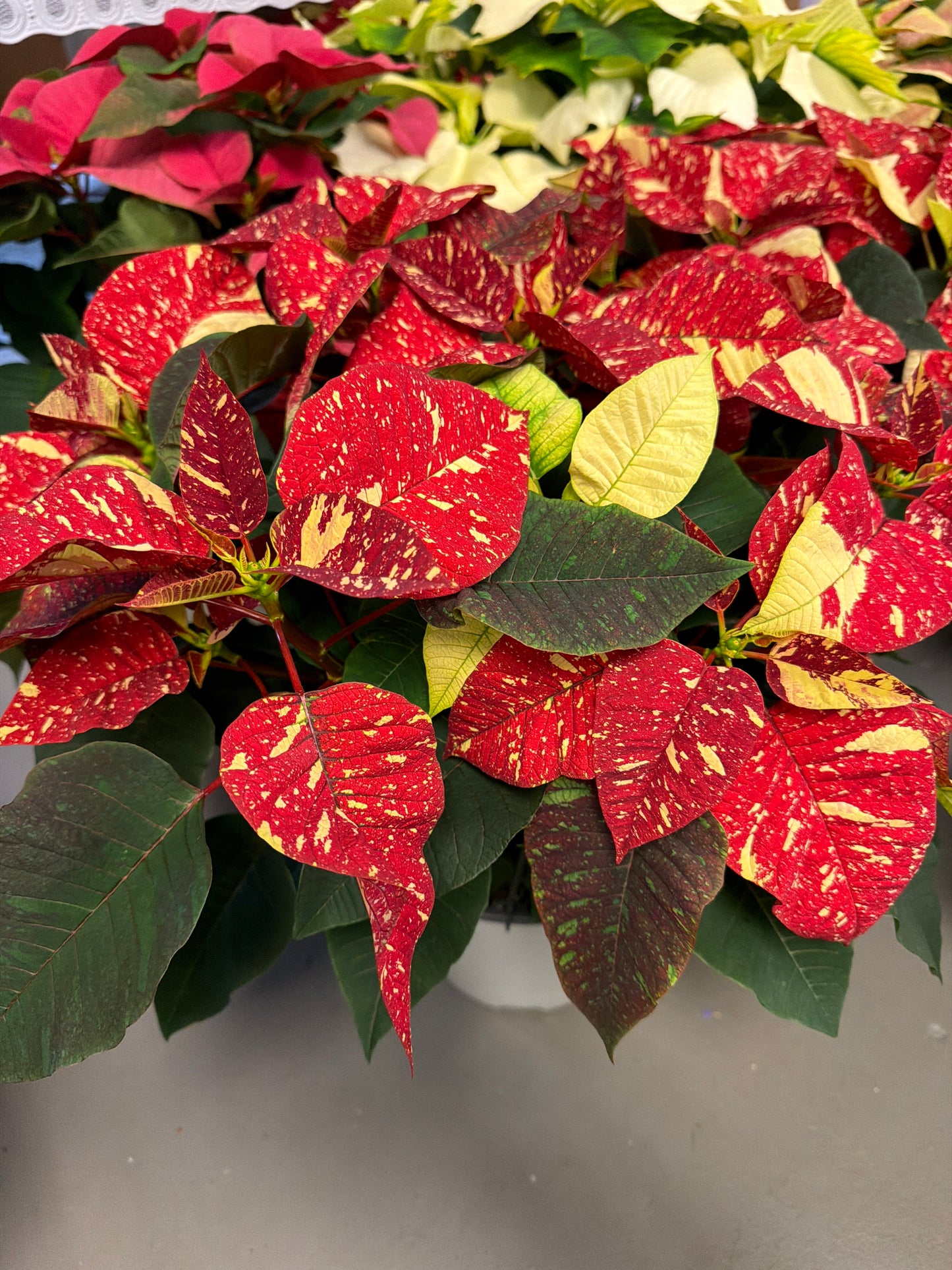 Poinsettia 8in Various Colors