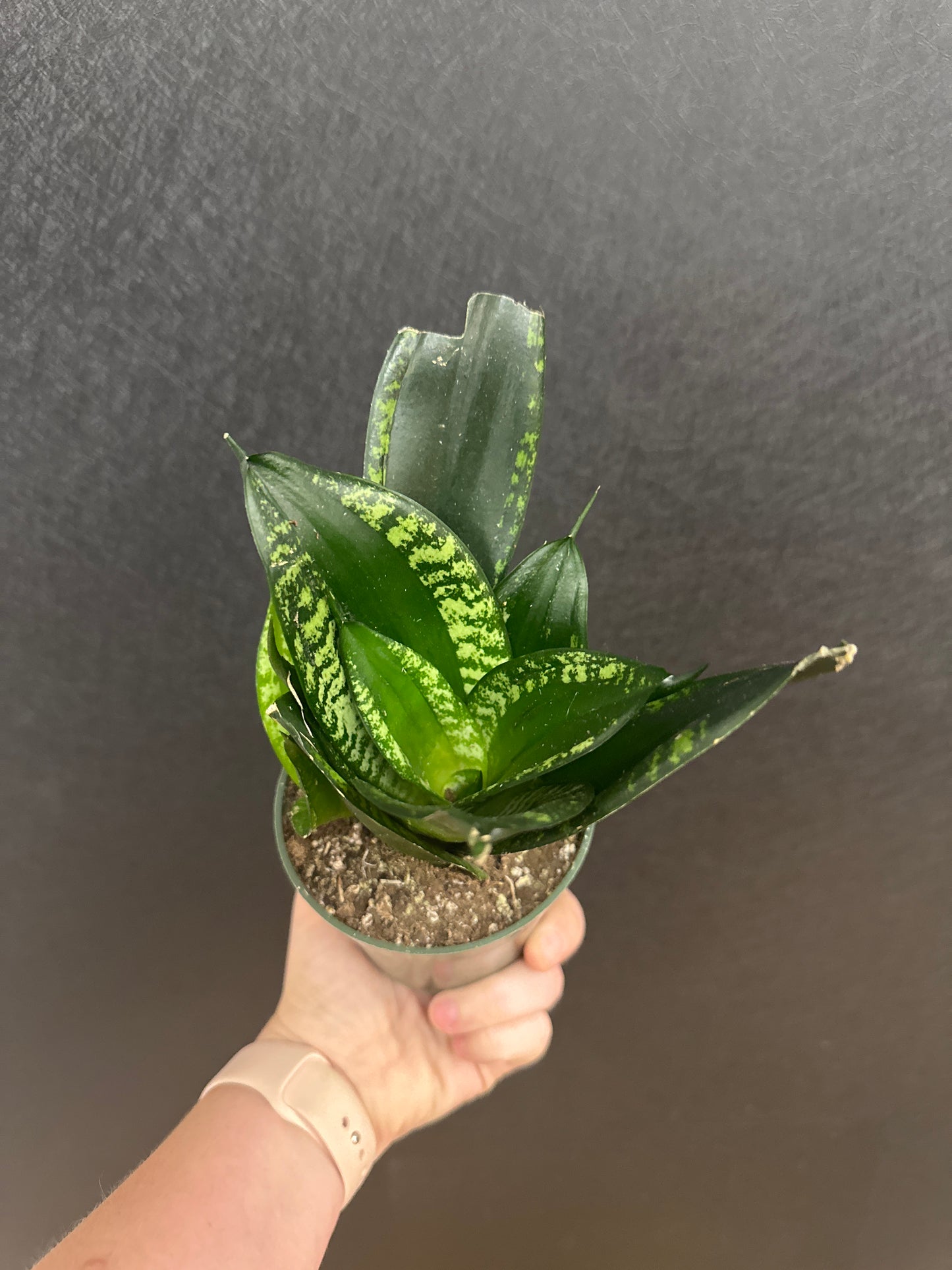 Whitney Snake Plant- 4in