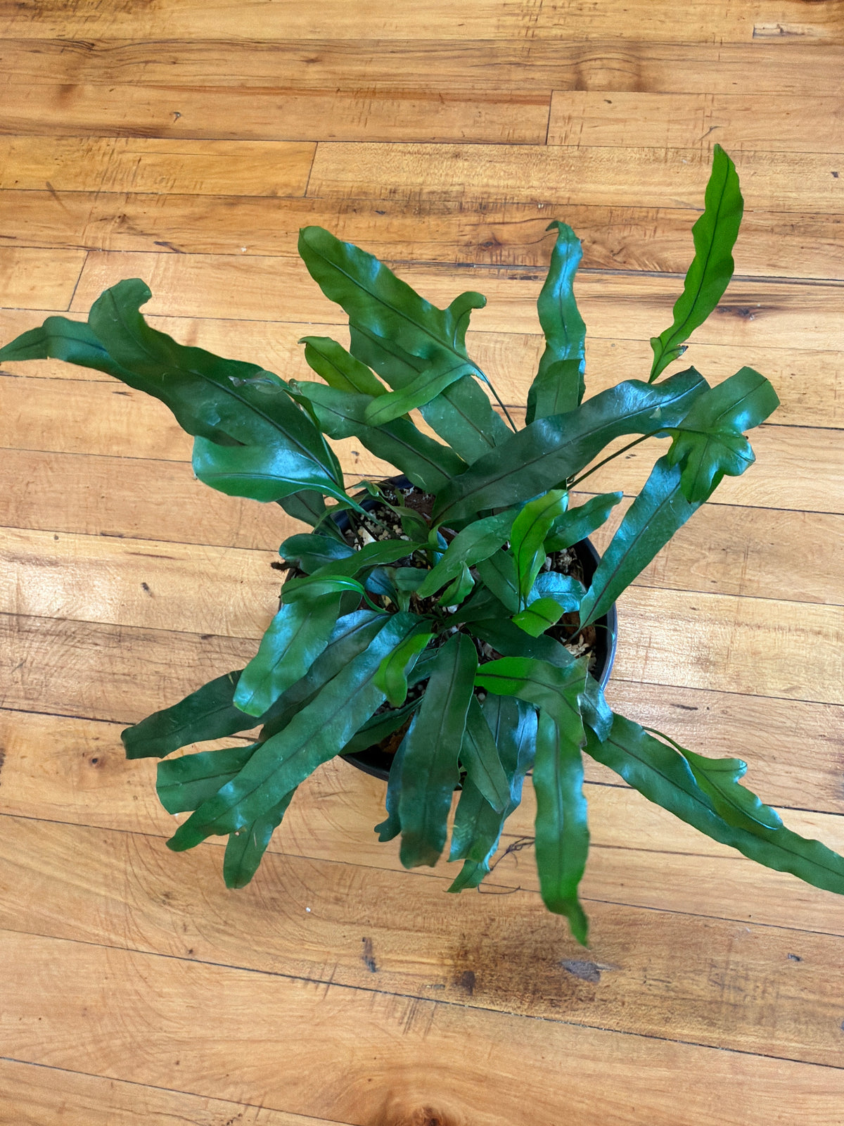Kangaroo Paw Fern 6in