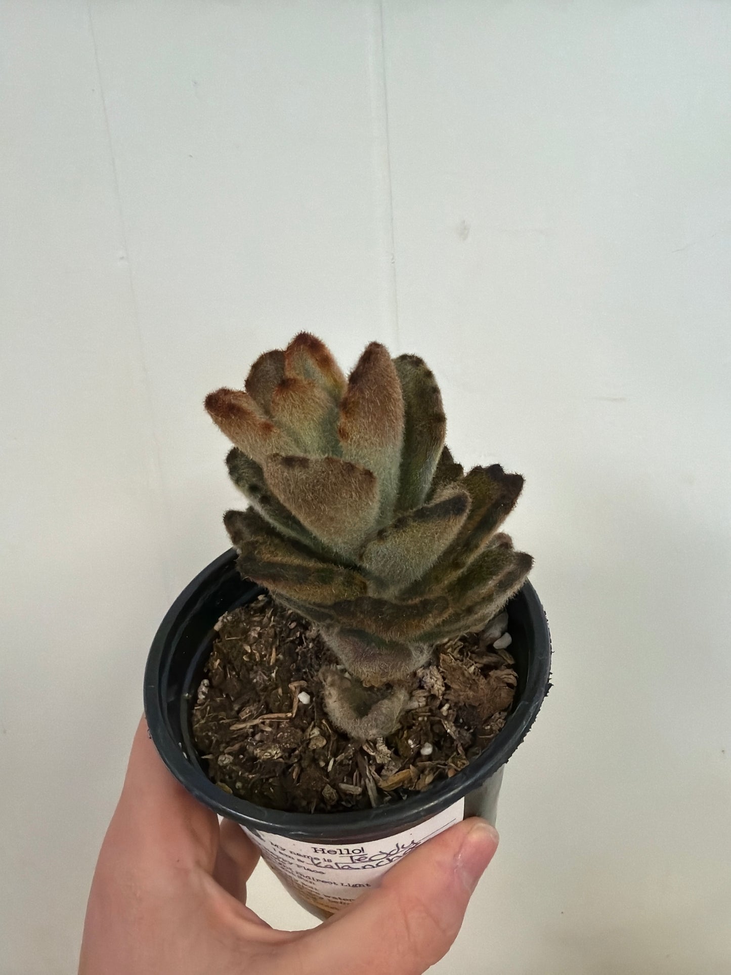 Teddy Kalanchoe 4in