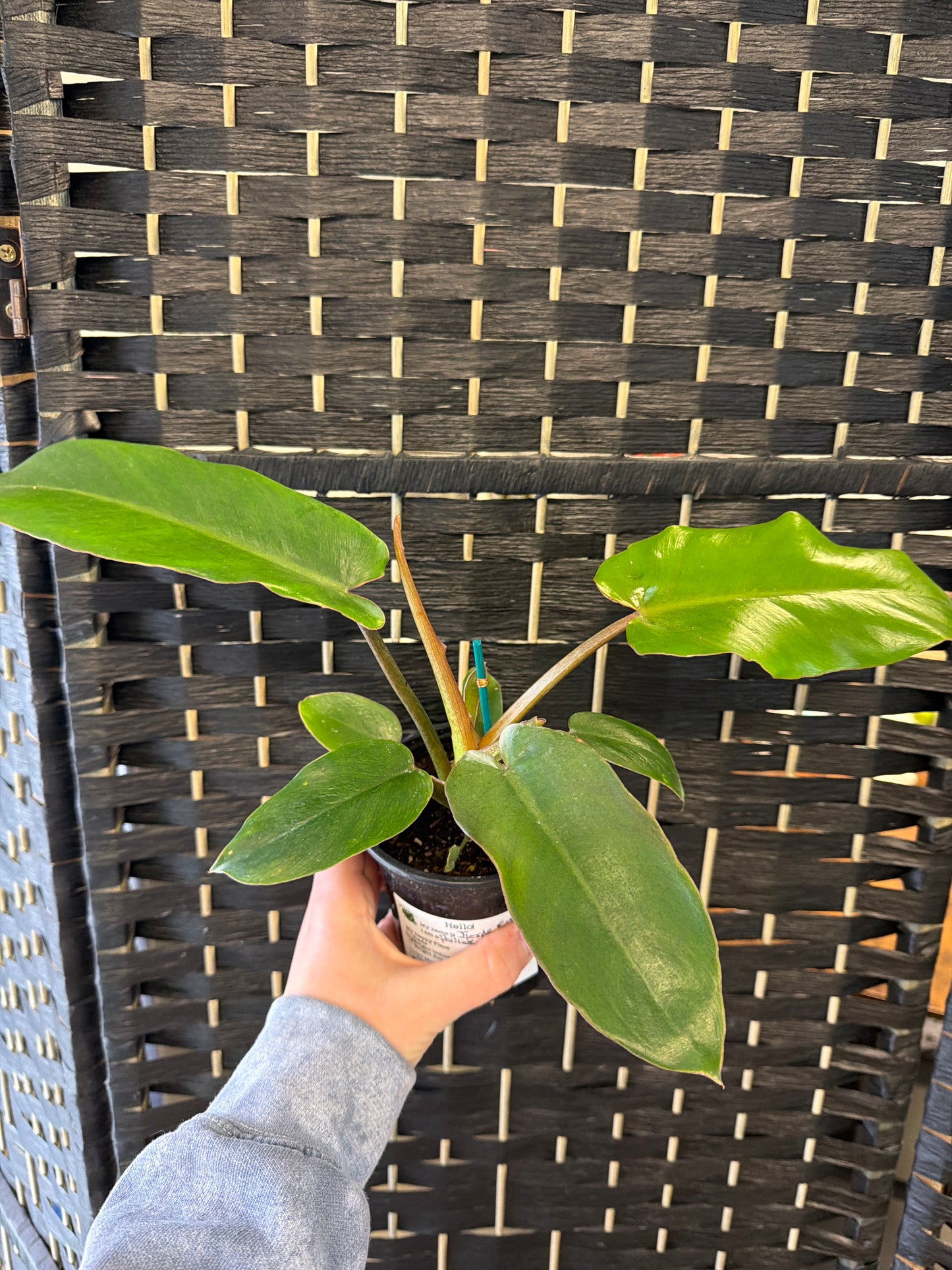 Jungle Fever Philodendron 4in