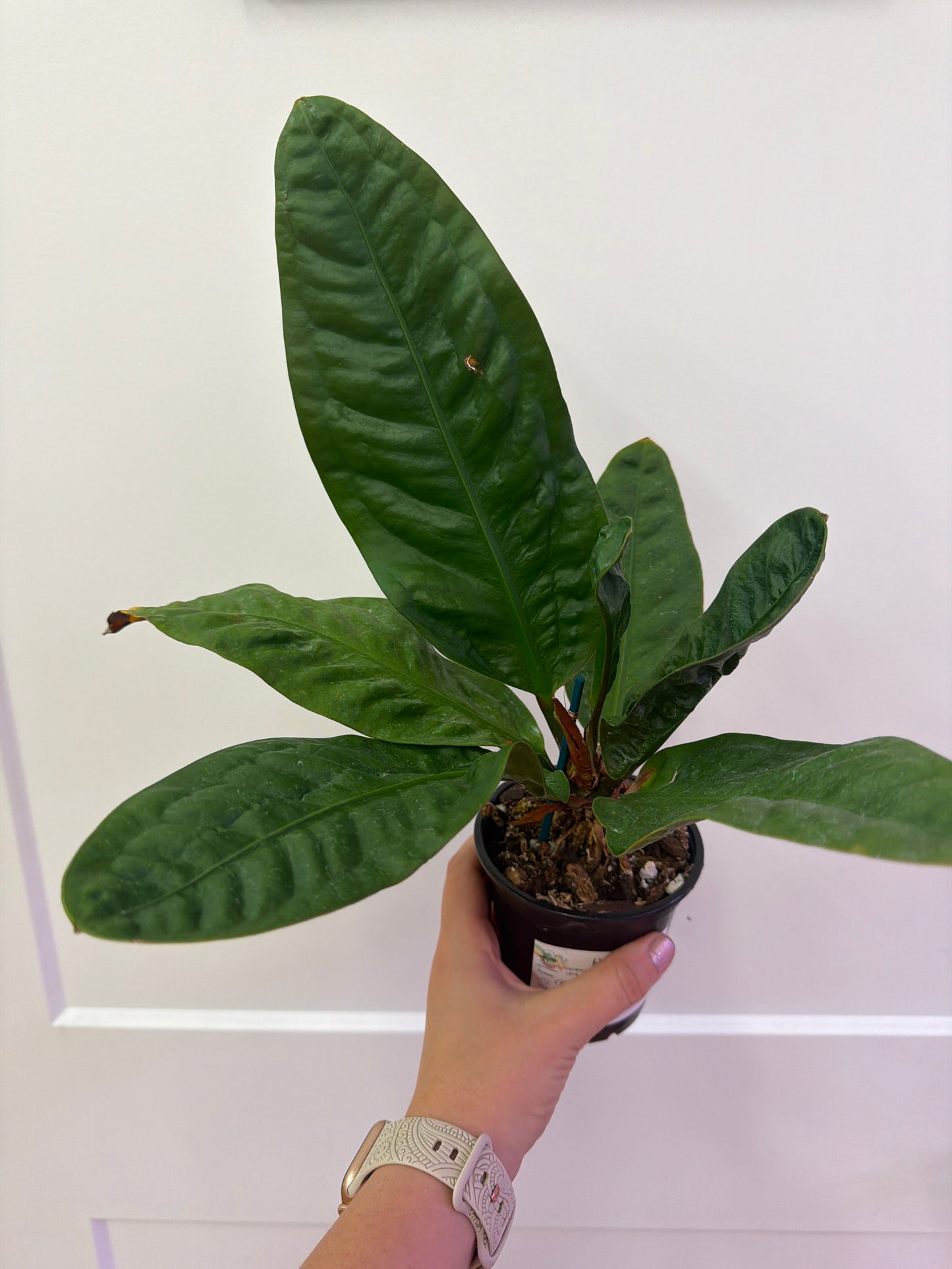 Superbum Anthurium 4in