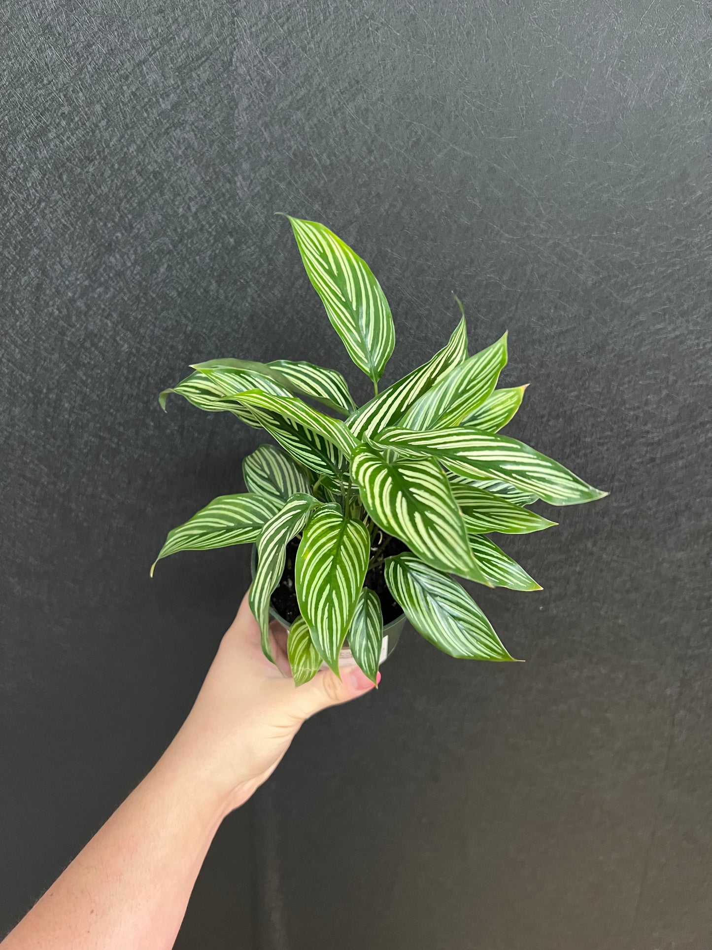 Calathea Vittata 4in