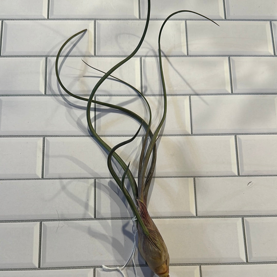 Tillandsia Bulbosa Belize