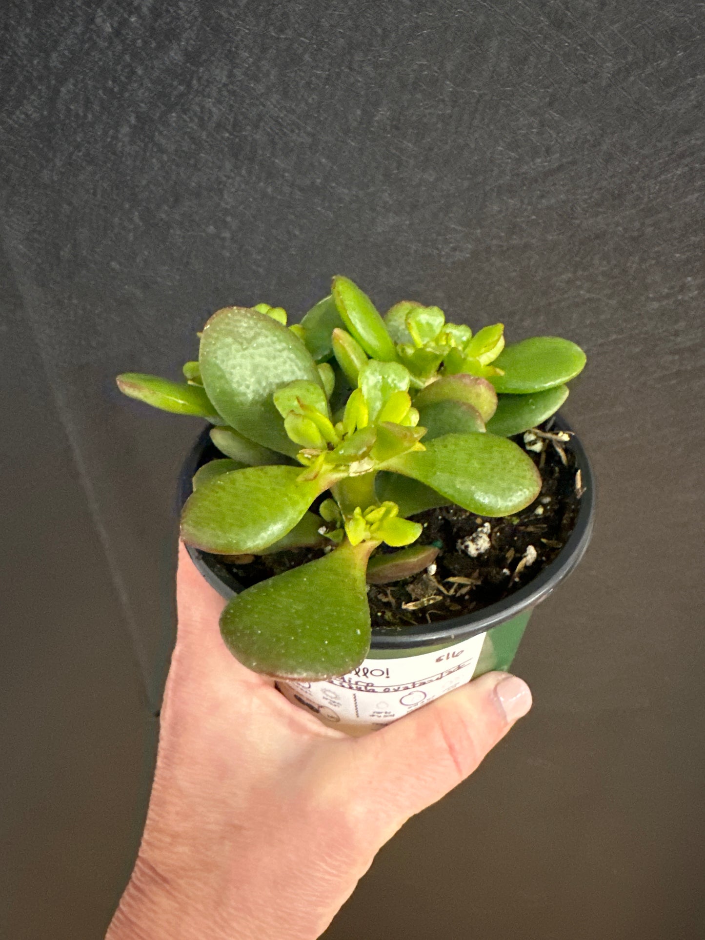 Crassula Ovata Miro: Jade