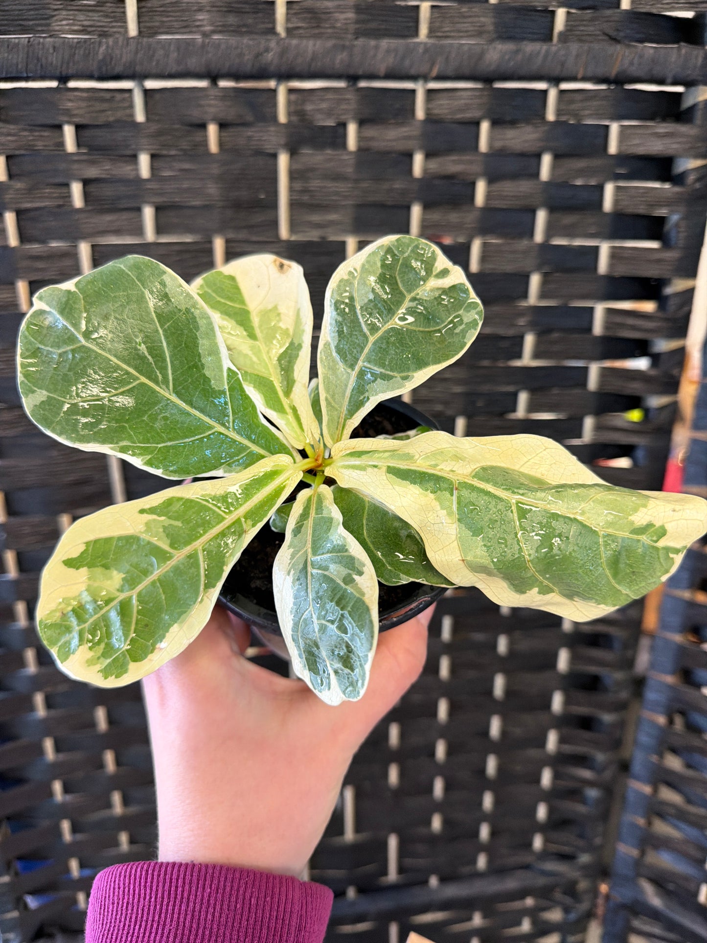 Fiddle Leaf, Variegated 4in