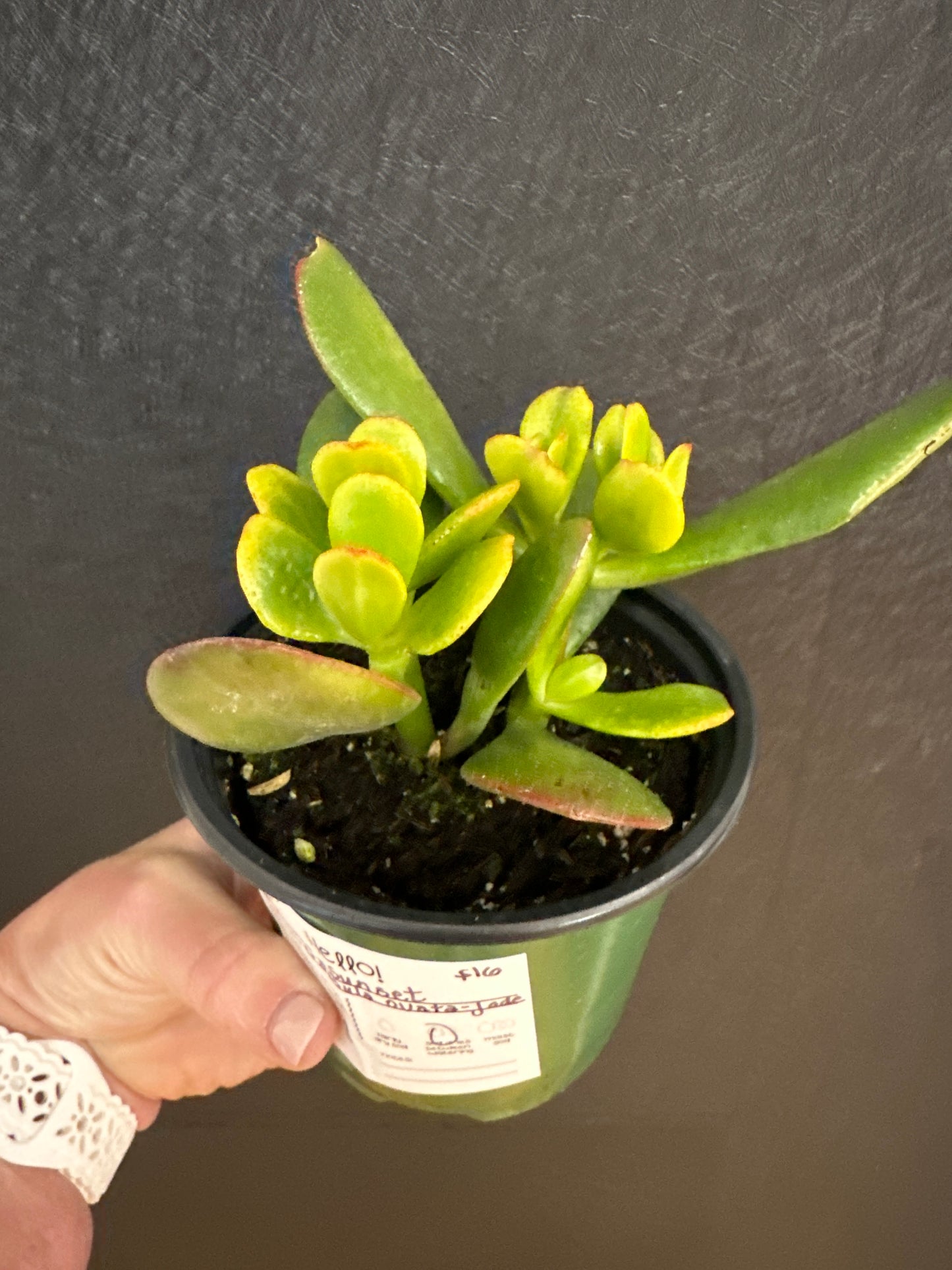 Sunset Crassula Ovata: Jade