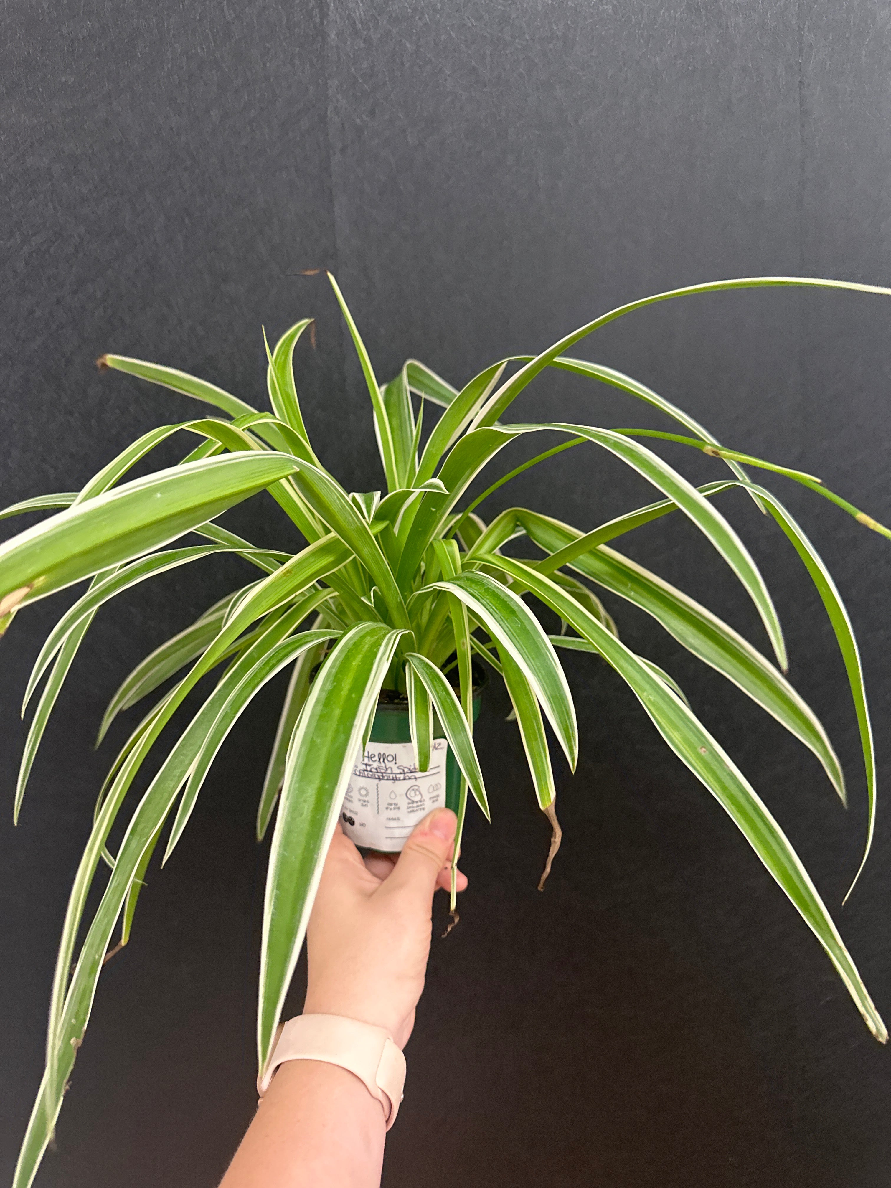 chlorophytum irish Irish Spider Plant- 4in