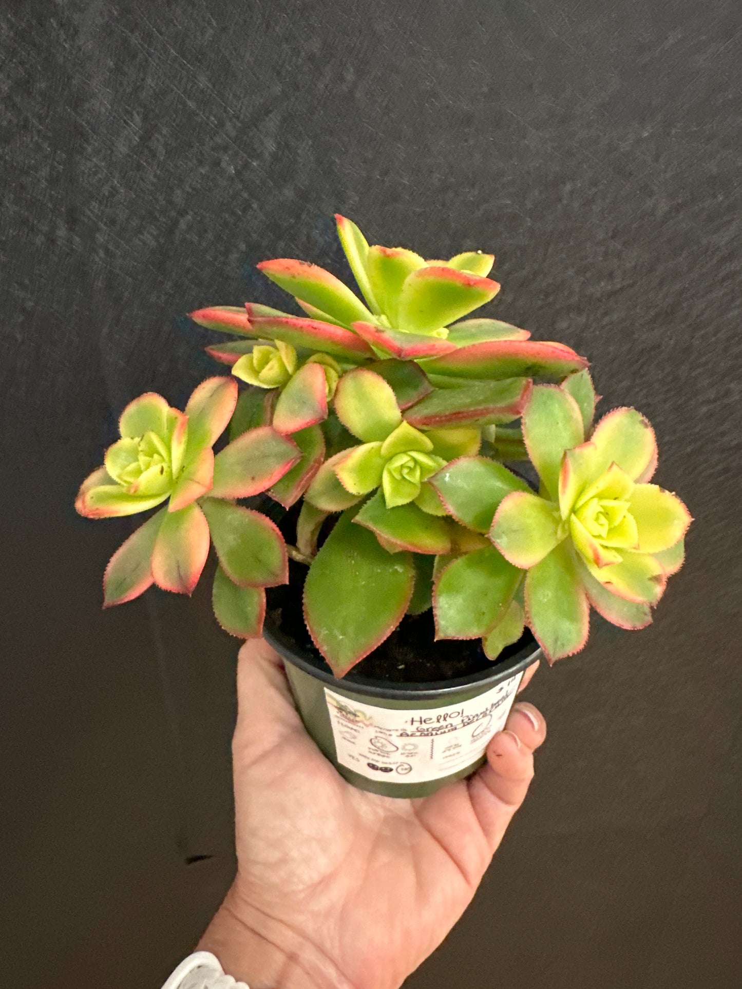 Green Pinwheel 4" Succulent