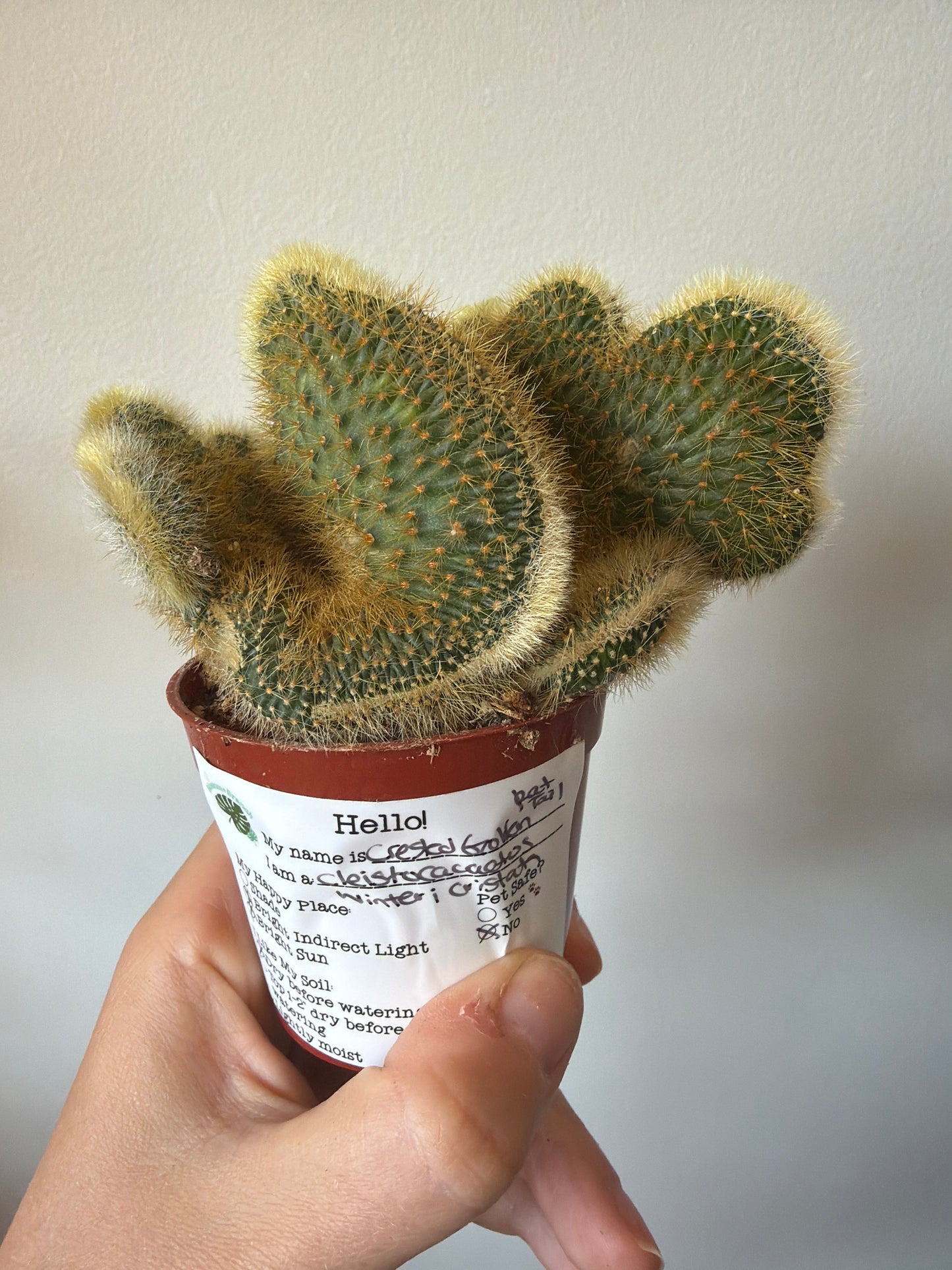 Crested Golden Cactus 3in