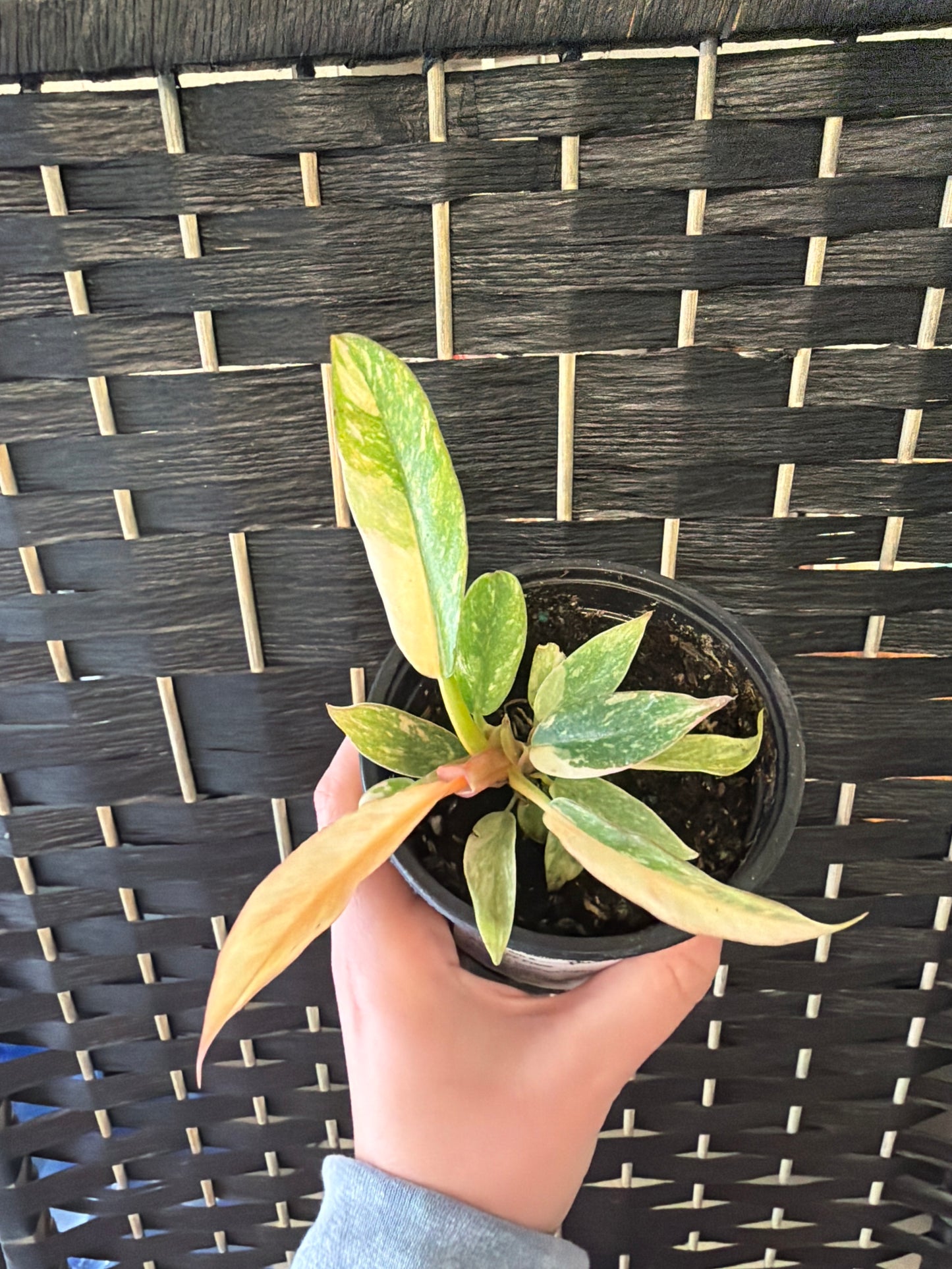 Ring of Fire, Var. Philodendron 4in