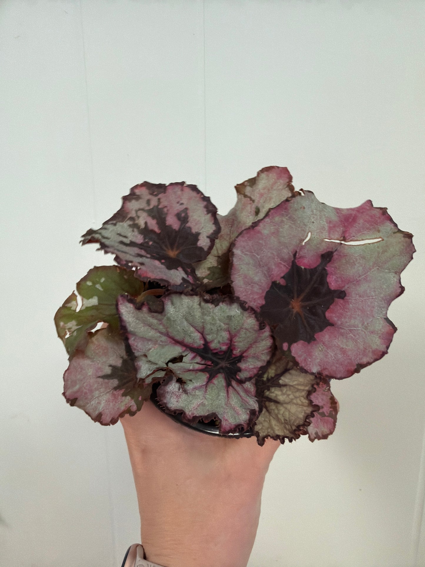 Spirit of Kwale Begonia 4in