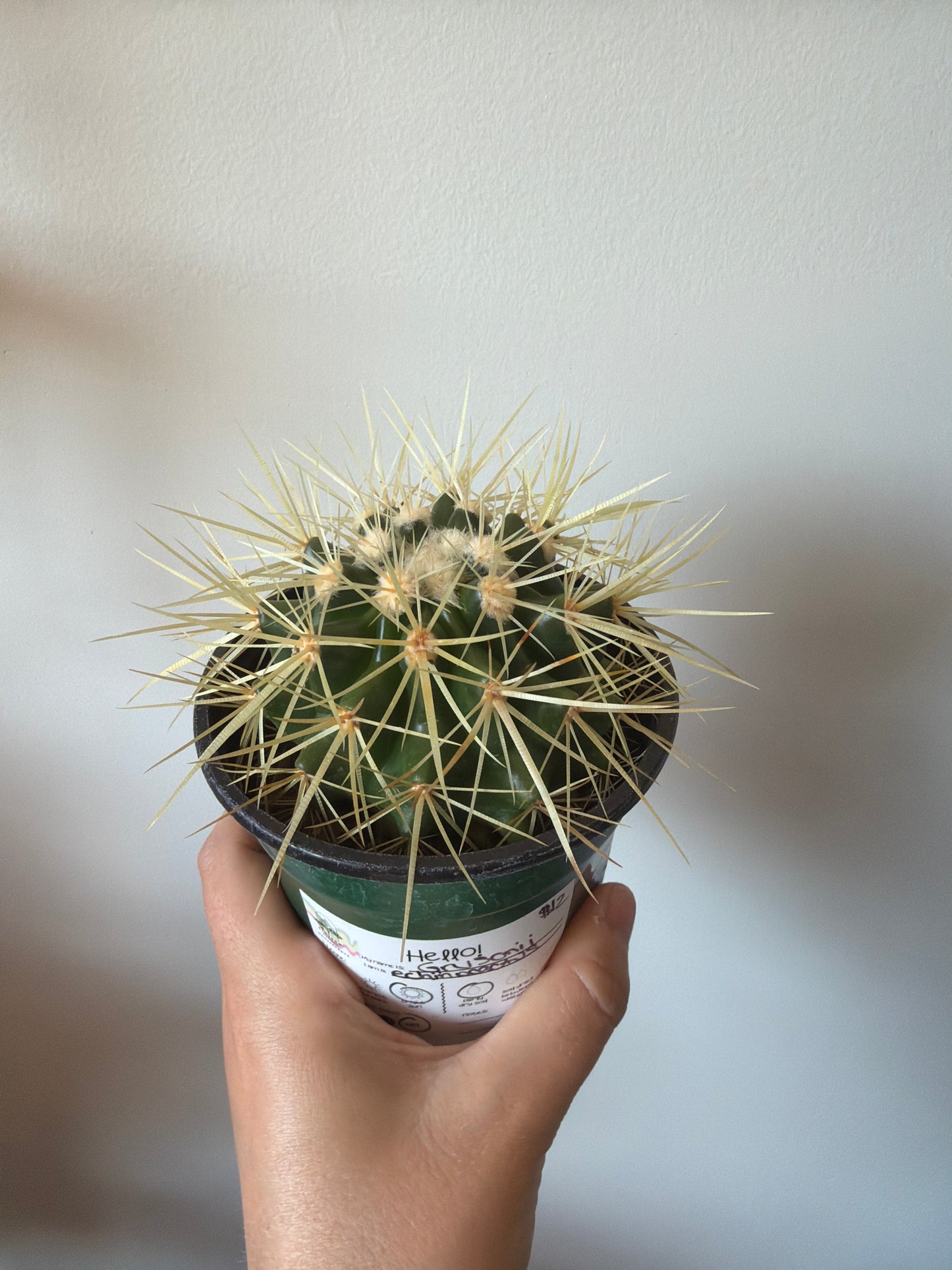 Grisonii Cactus 4in