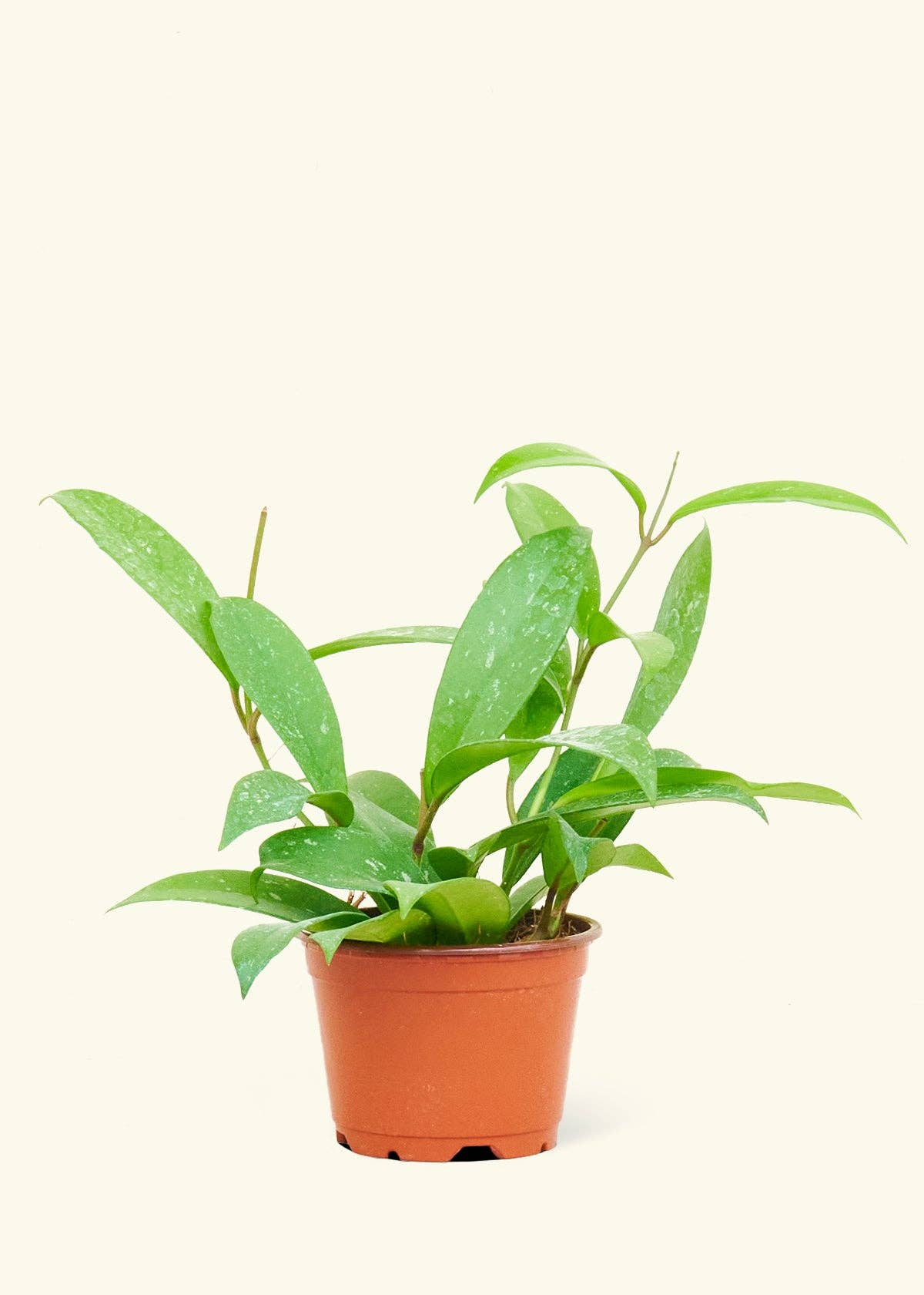 Hoya 'Silver Splash' (4" or 6" Pot)
