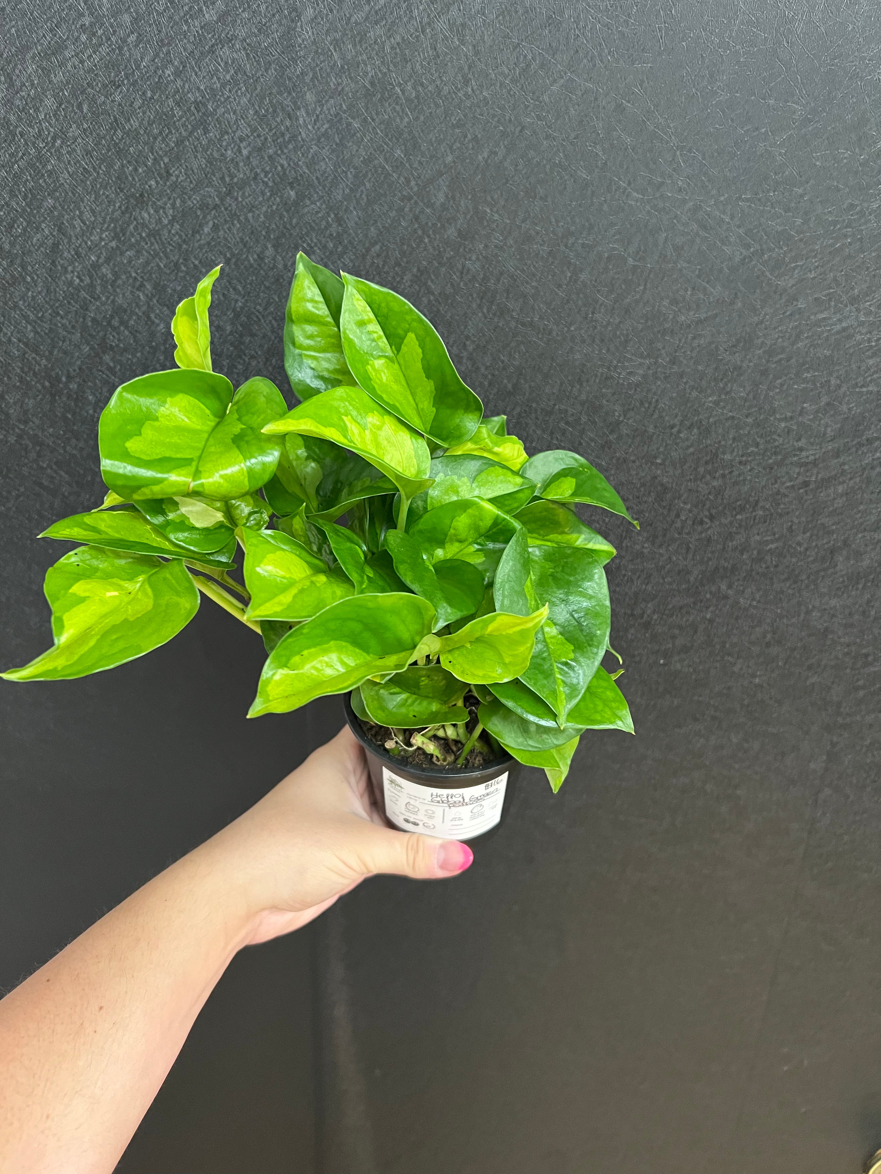 global green pothos Global Green Pothos 4in – Blossom + Branch Houseplants