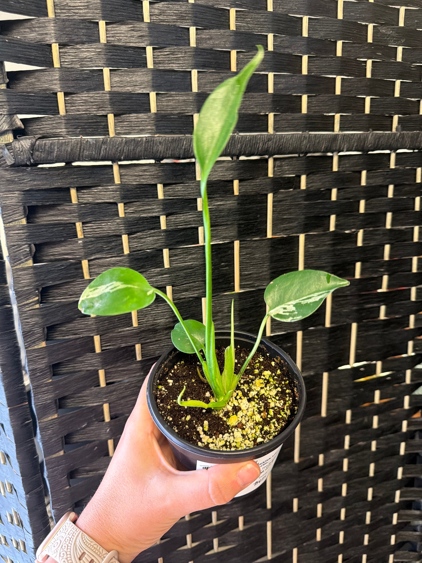 Monstera Bulbasaur- starter 4in
