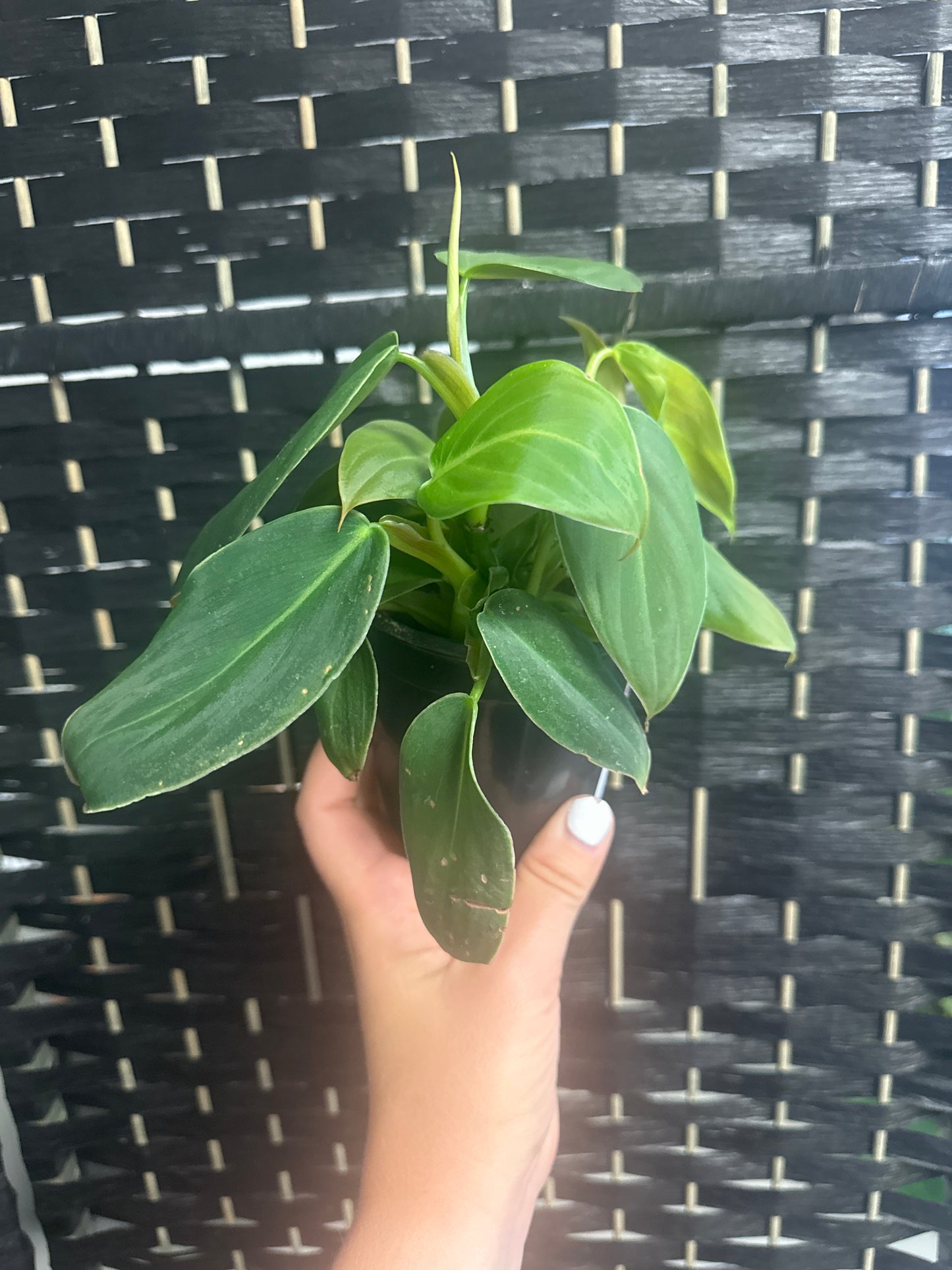 Philodendron Gigas 4in