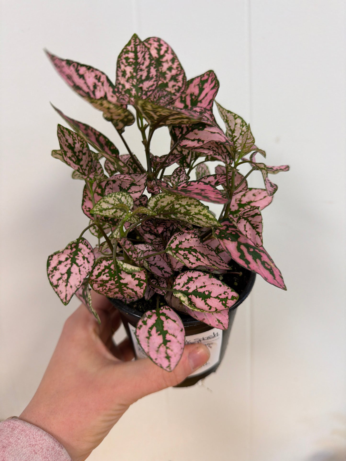Pink Splash 4in