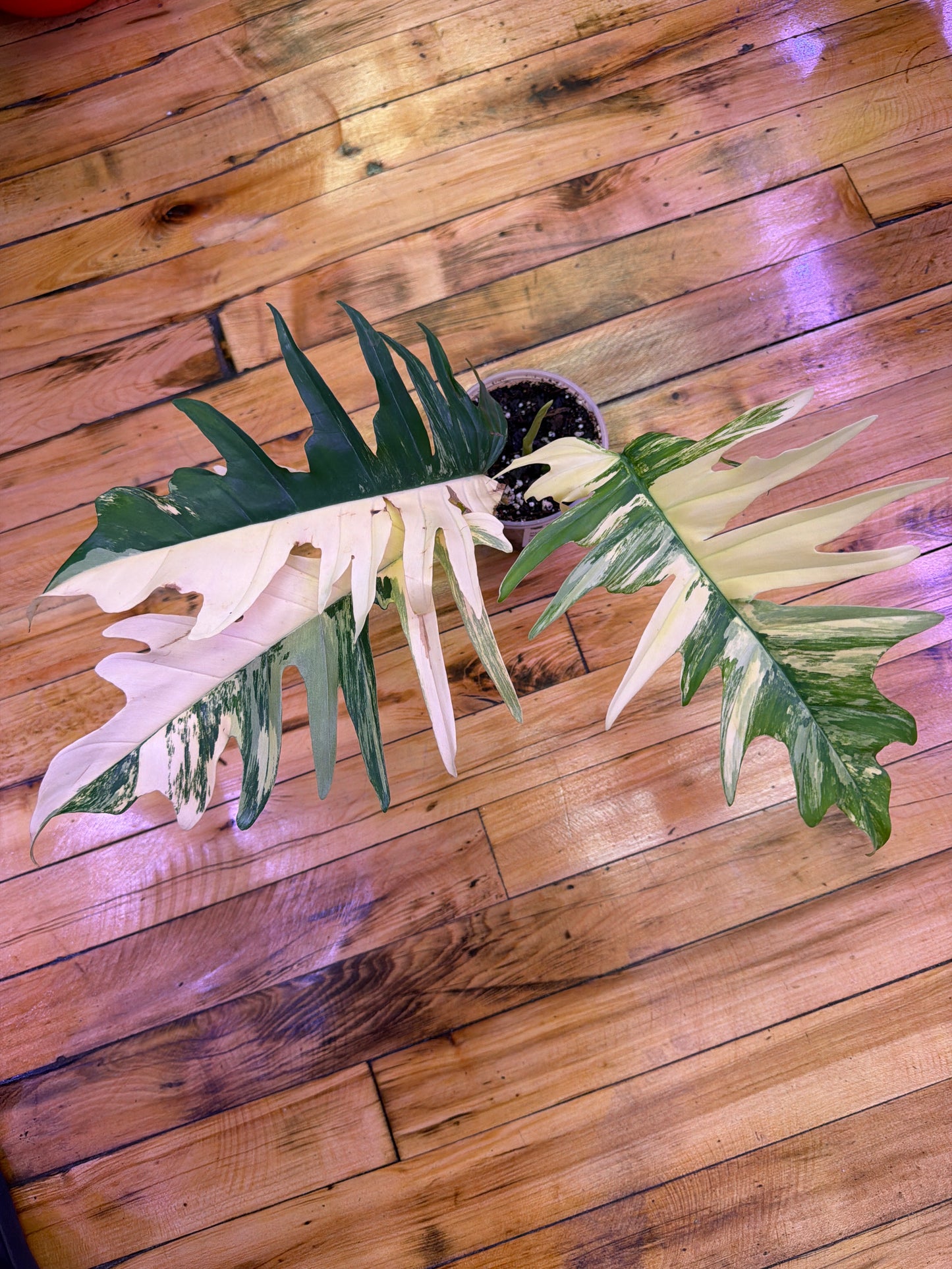Philodendron Florida Beauty x Tortum 4in