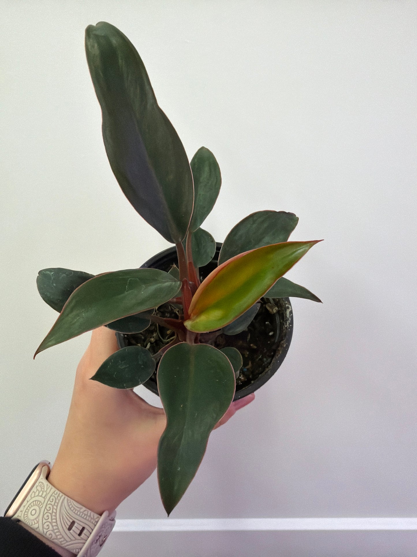 Rojo Congo Philodendron 4in