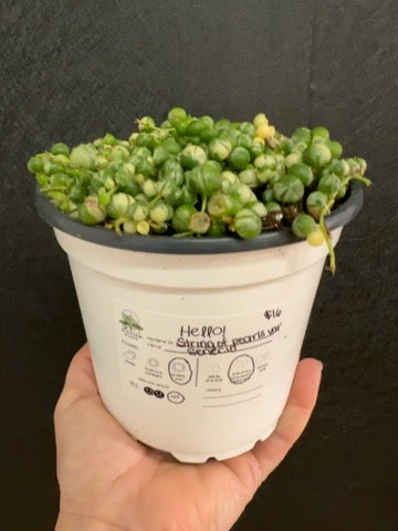 String of Pearls Var. 5in