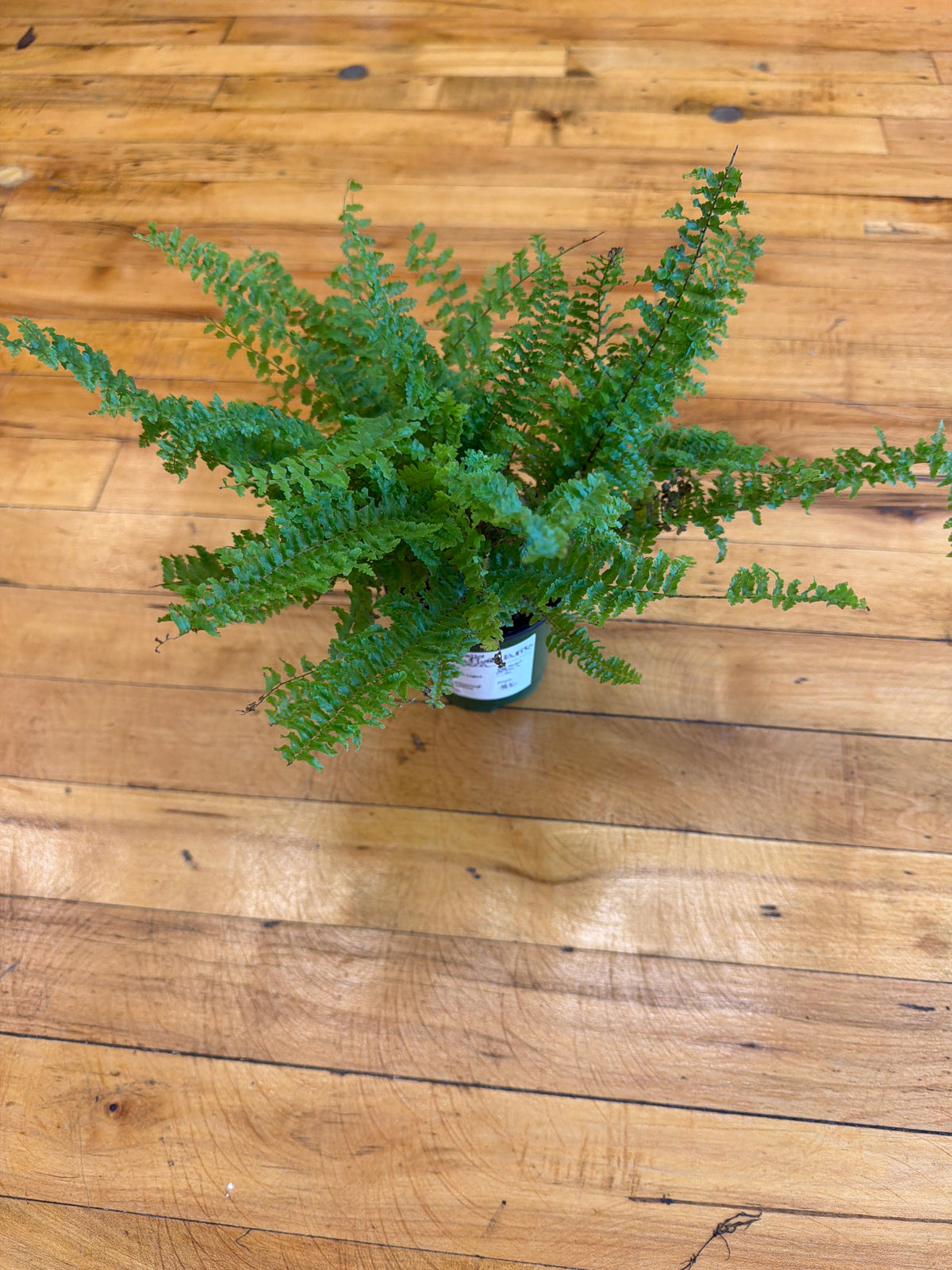 Fluffy Ruffles Fern 4in