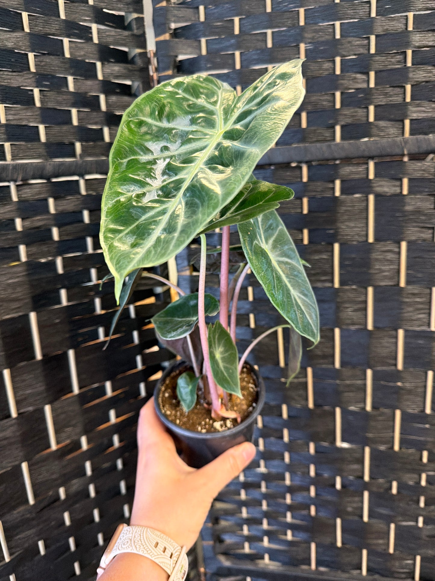 Alocasia Morocco 4in
