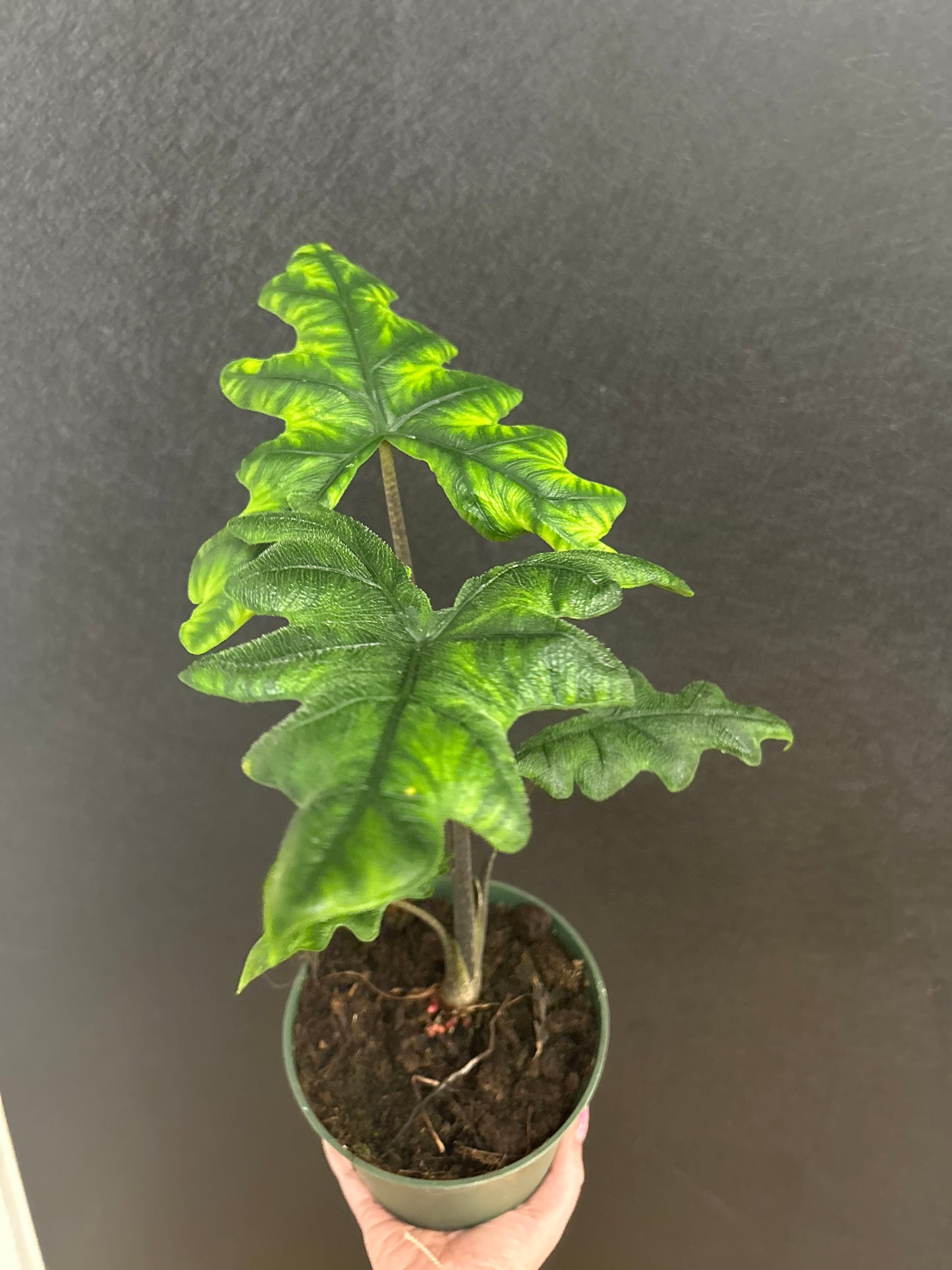 Alocasia Jacklyn 6in