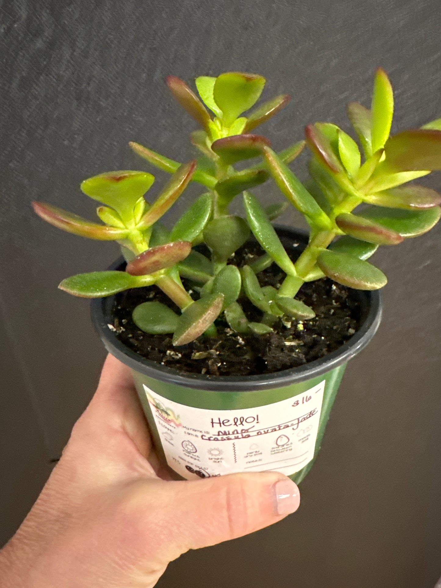Minor Crassula Ovata : Jade