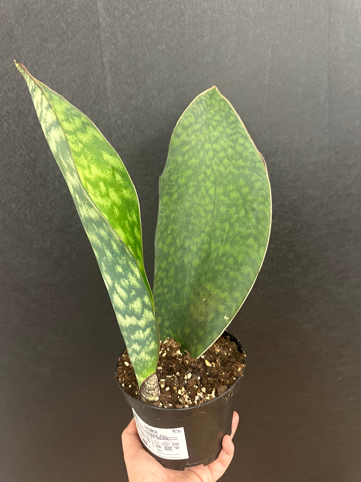 Whale Fin Snake Plant- 6in