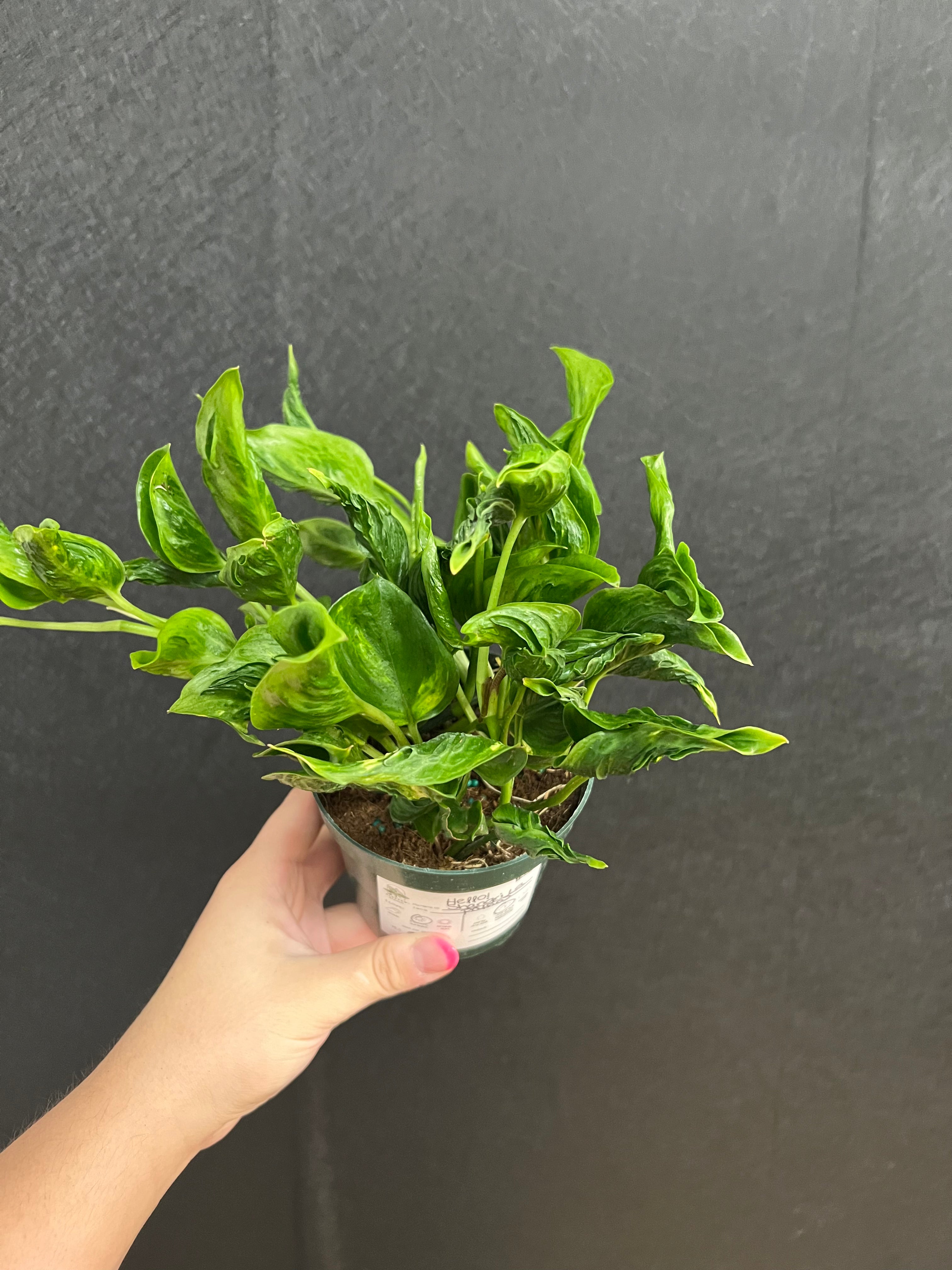 pothos shangri Shangri La Pothos 4in – Blossom + Branch Houseplants