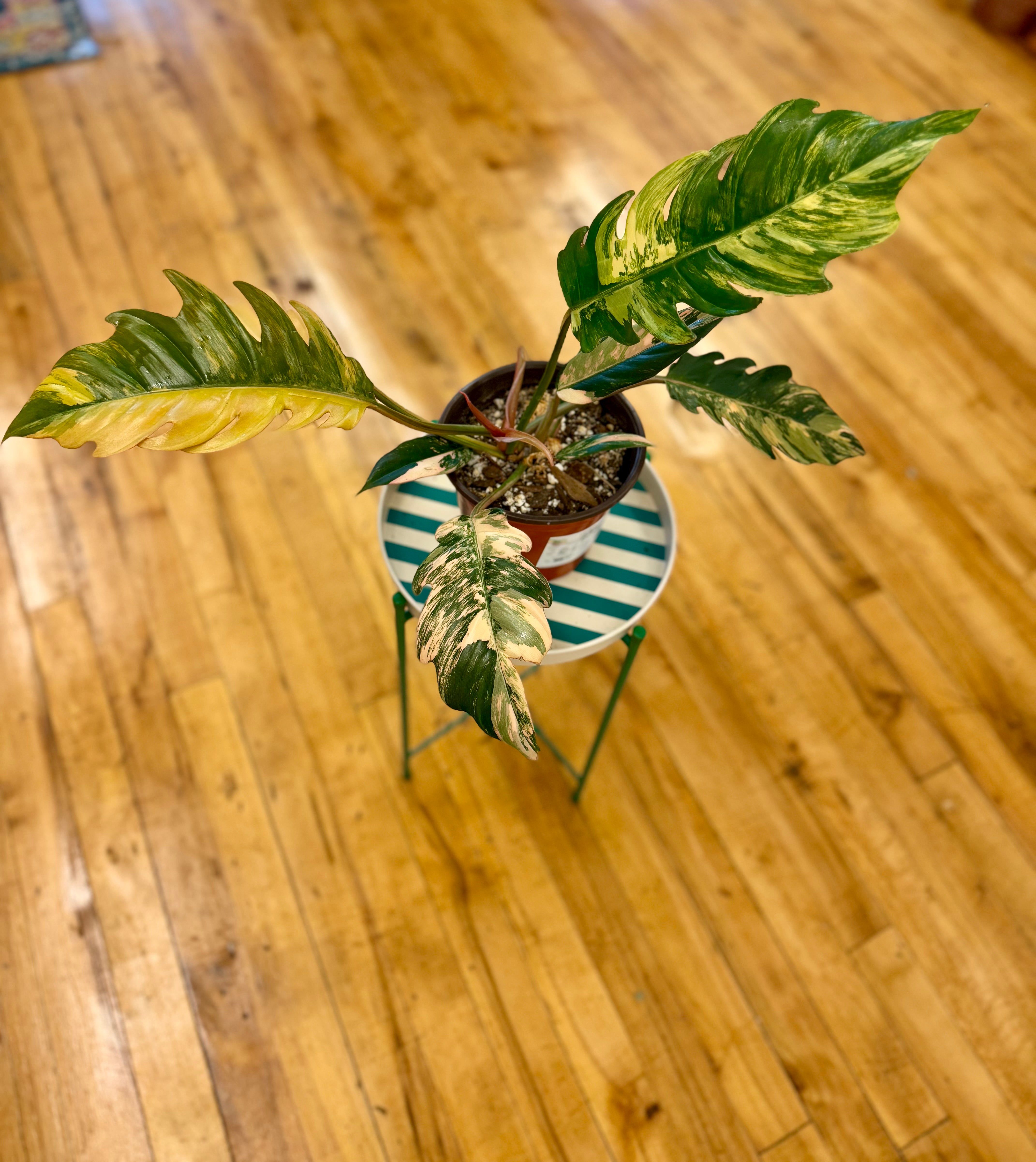 Caramel Marble Philodendron 6in – Blossom + Branch Houseplants