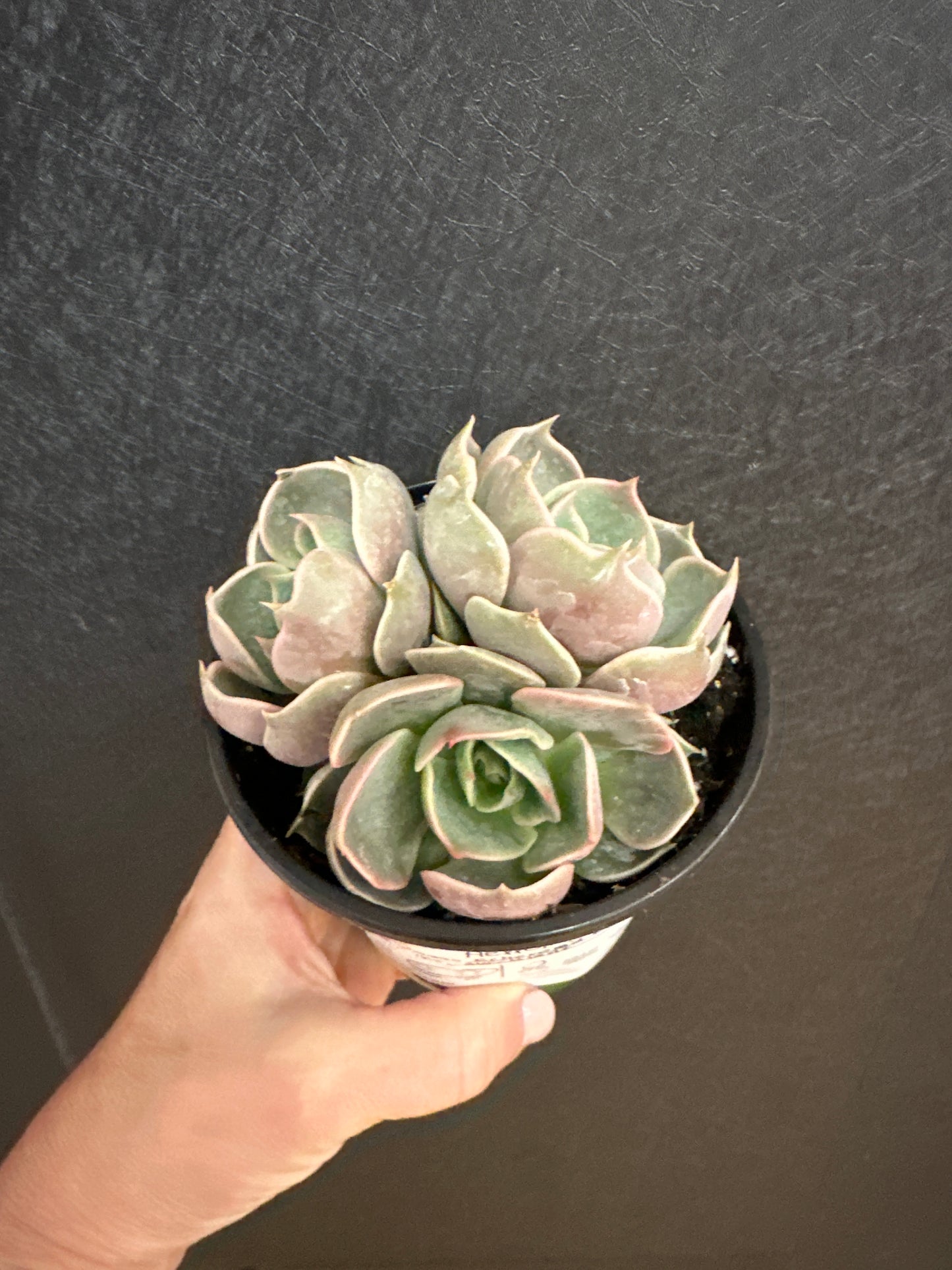 Echeveria Lotus 4"