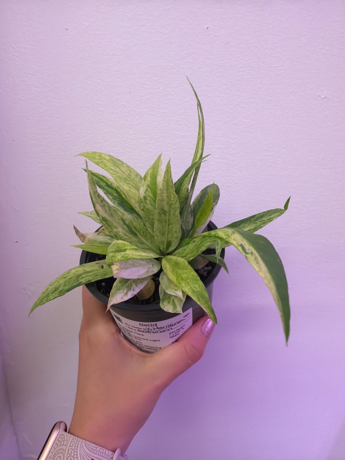 Vittarifollum Anthurium, variegated 4in