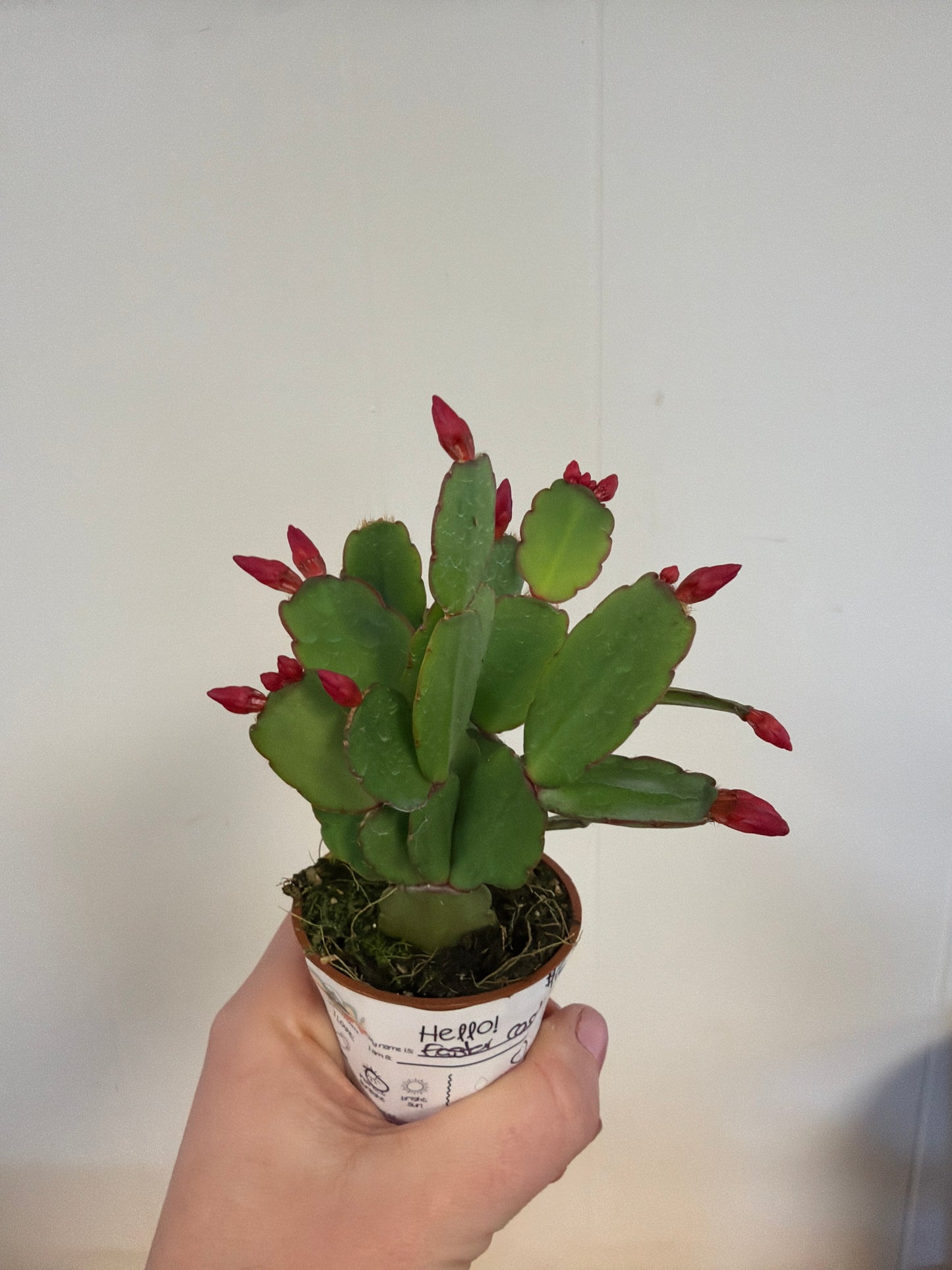 Easter Cactus 2in