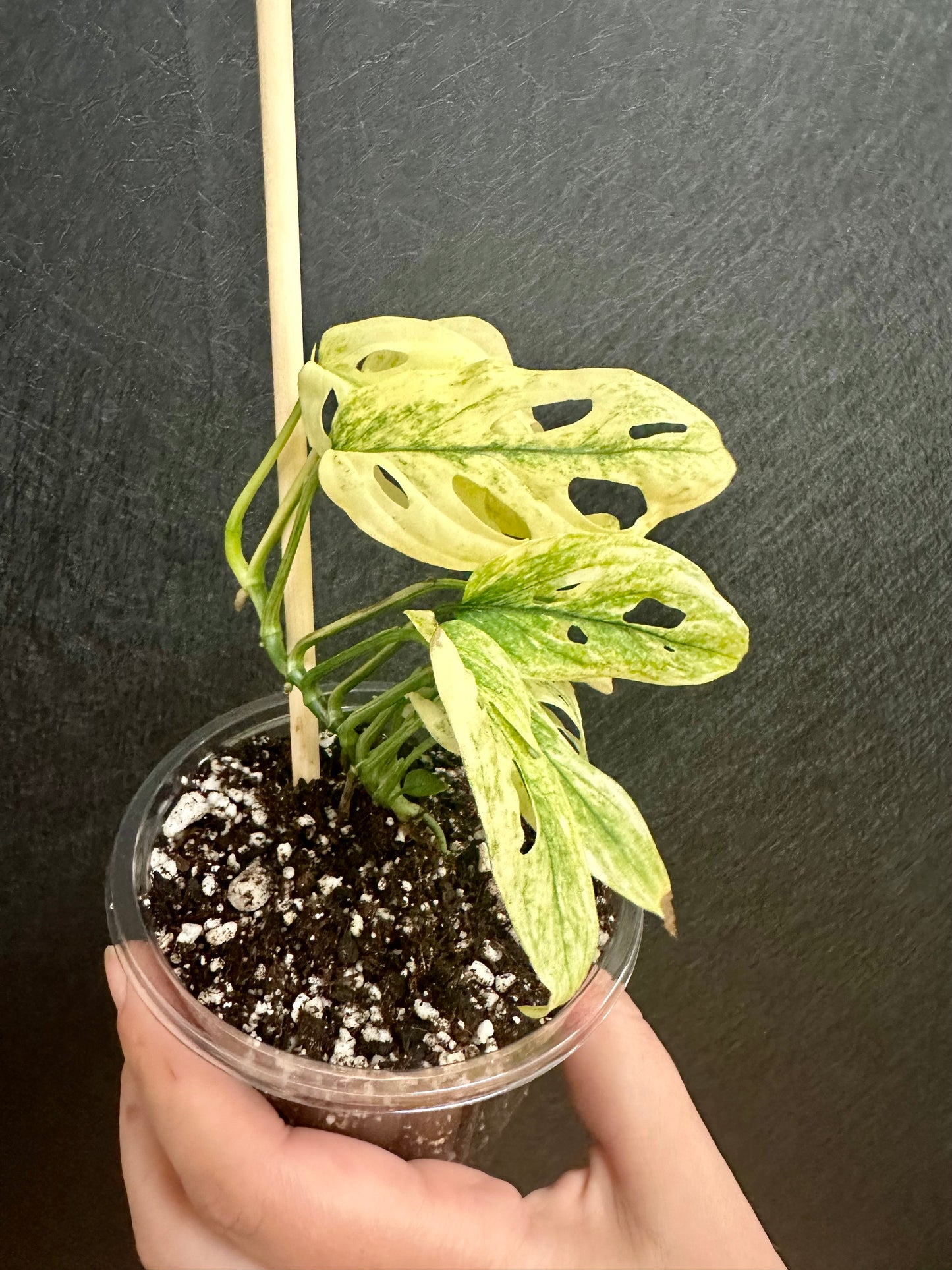 Monstera adansonii mint, var. ‘Laniata’ Double Windows