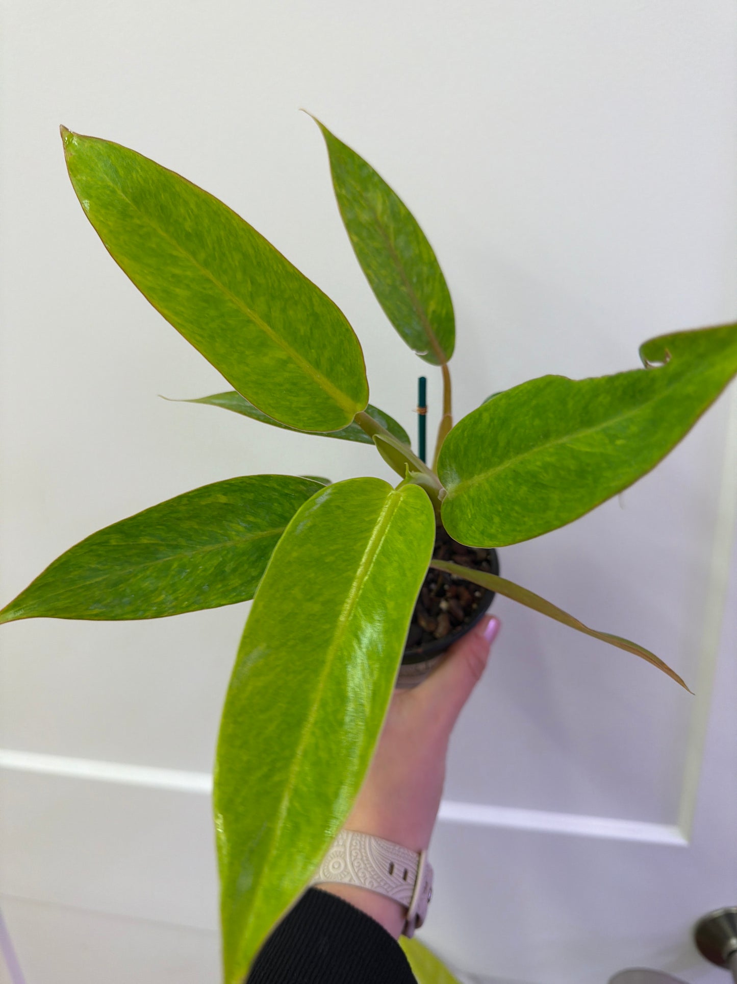 Philodendron Calkins Gold 4in
