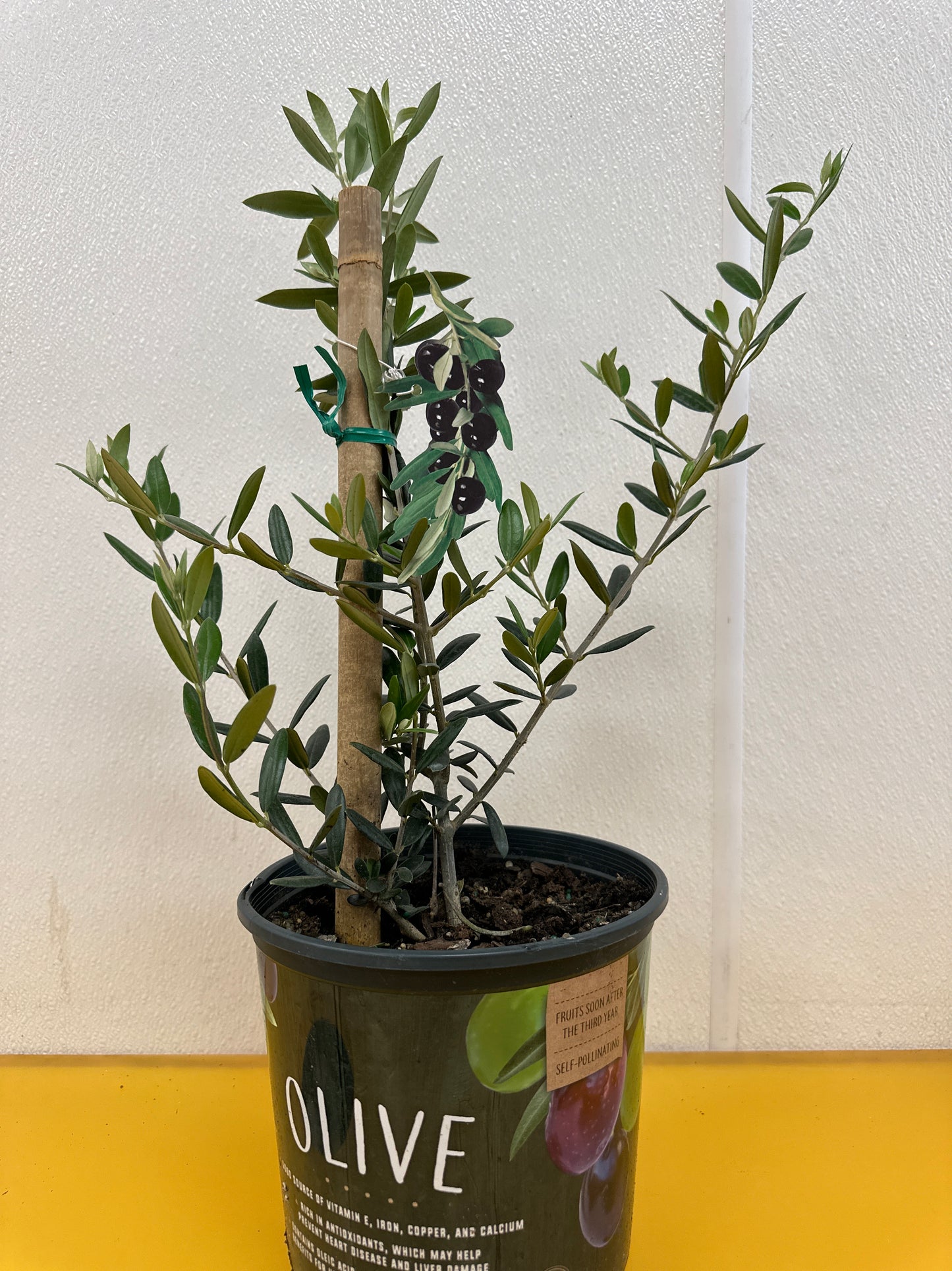 Olive Tree