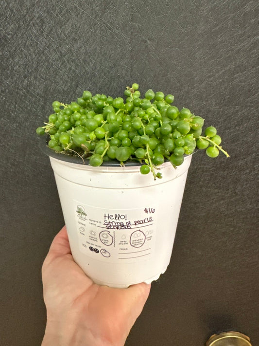 String of Pearls, 5in