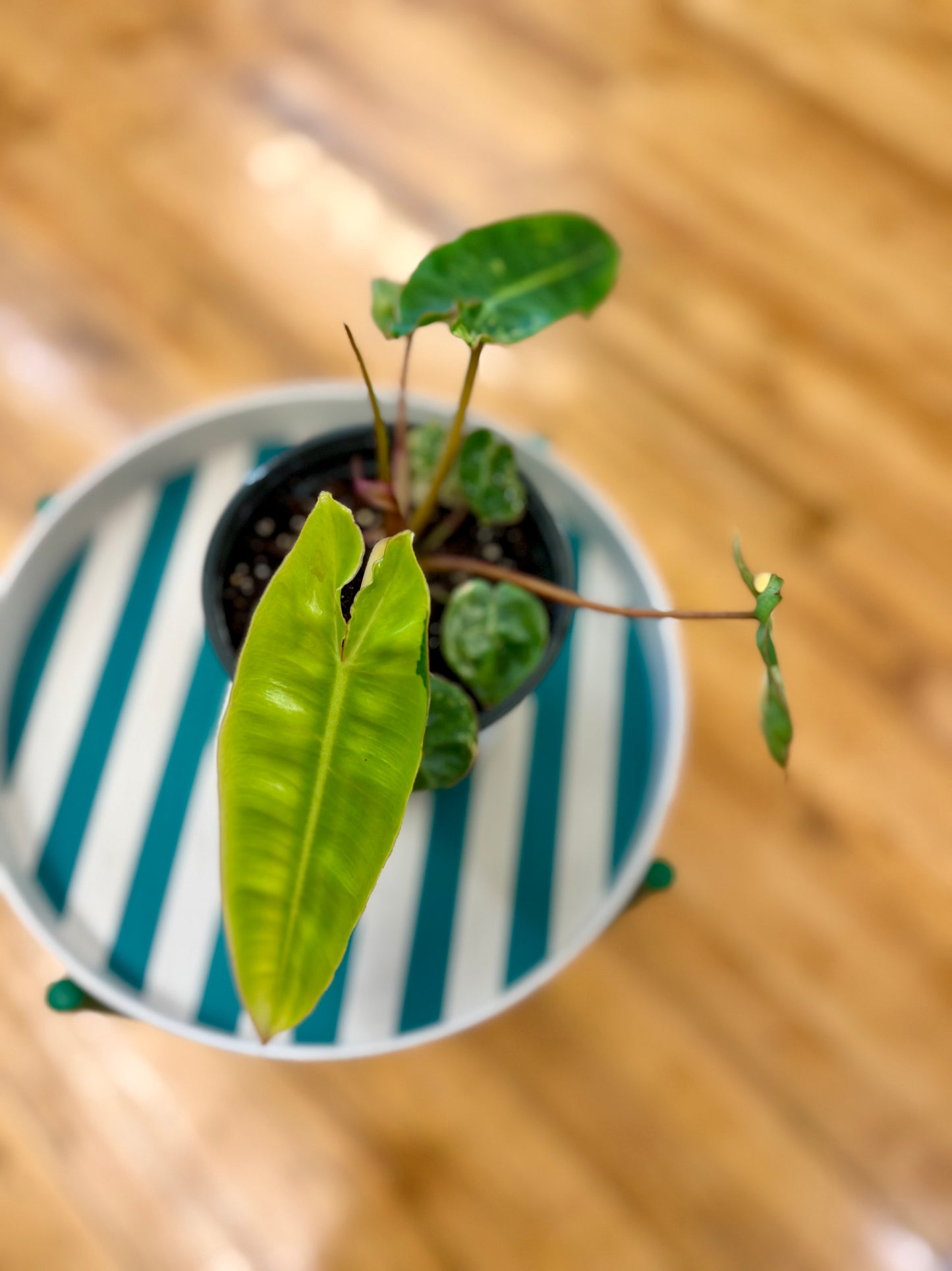 Philodendron Billietiae, Var. 4in