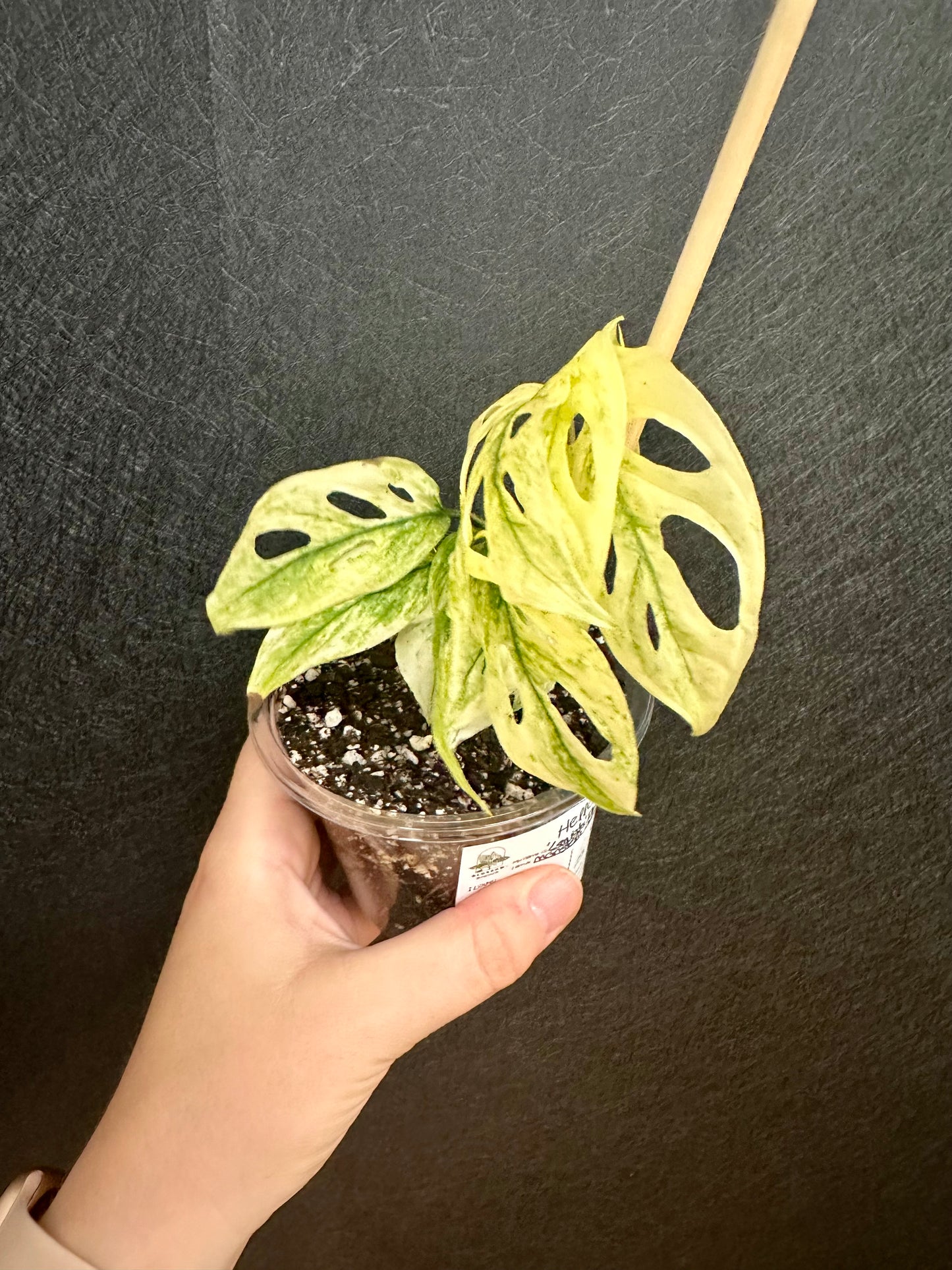 Monstera adansonii mint, var. ‘Laniata’ Double Windows