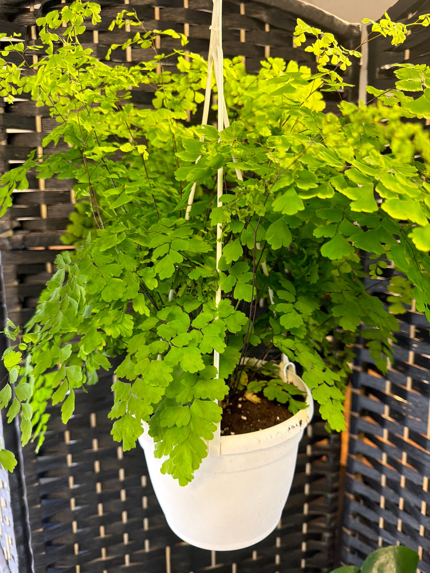 Maiden Hair Fern 6in