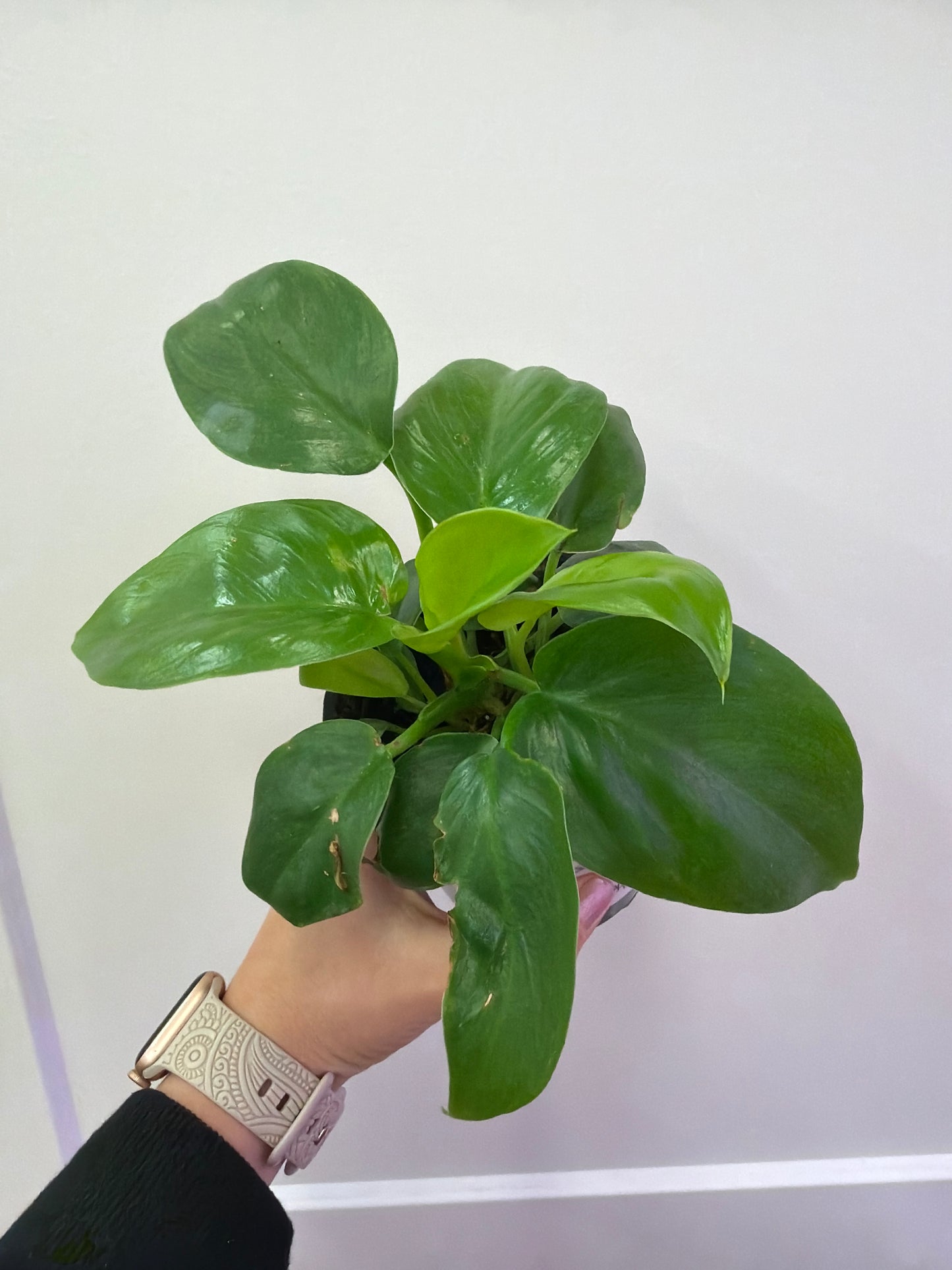 Gigantea Philodendron 4in