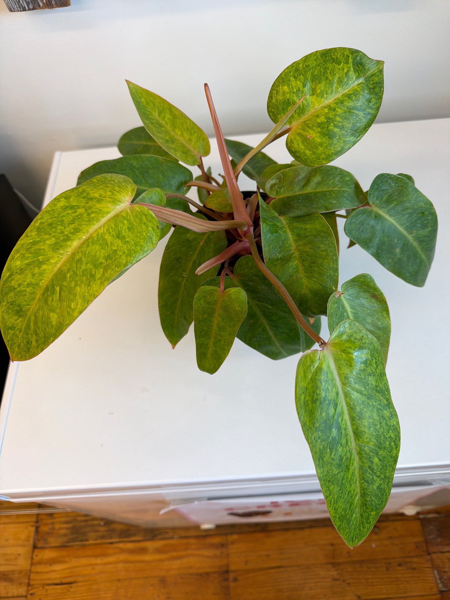 Painted Lady Philodendron 6in