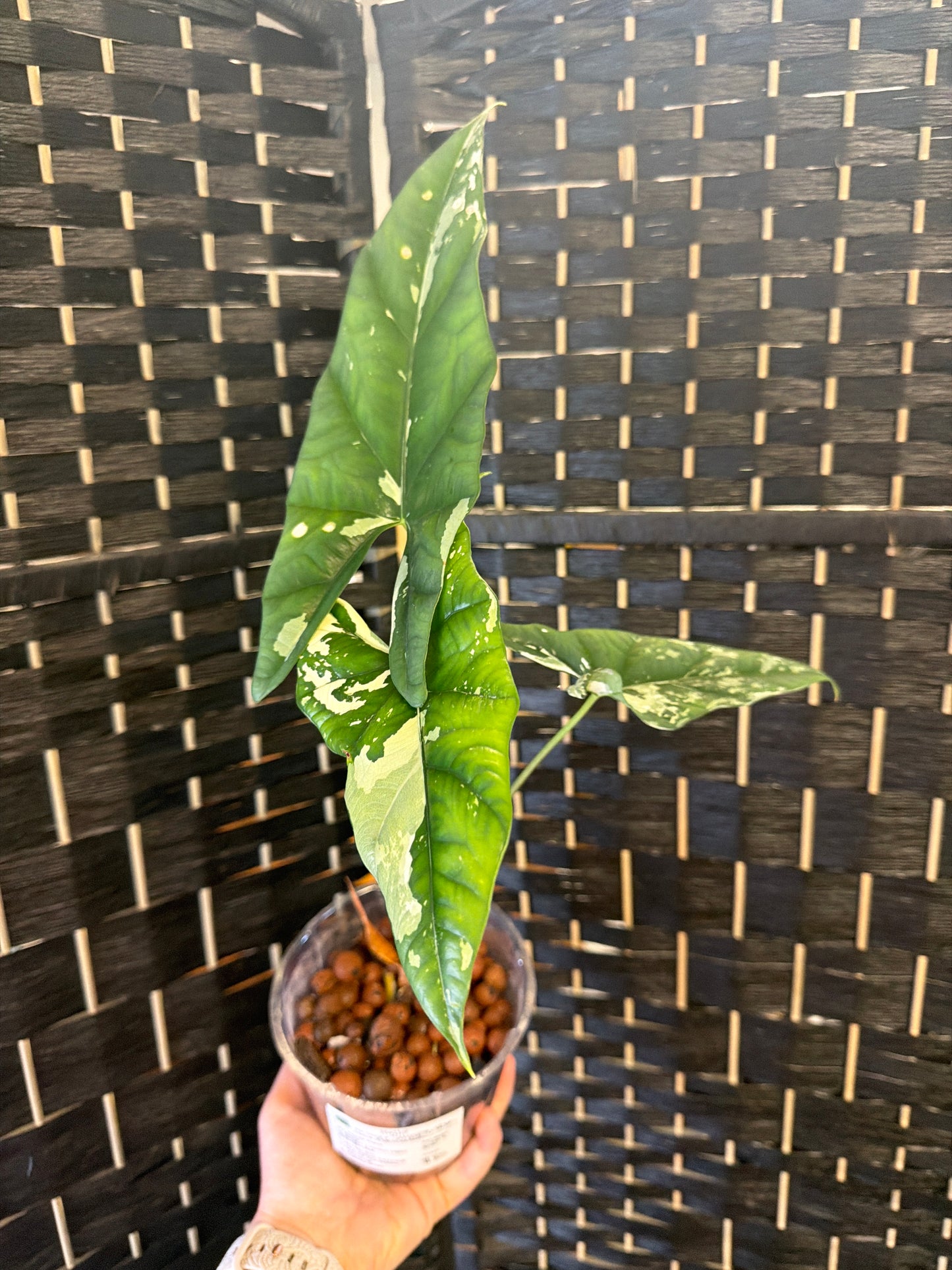 Alocasia Simpo Variegated 4in
